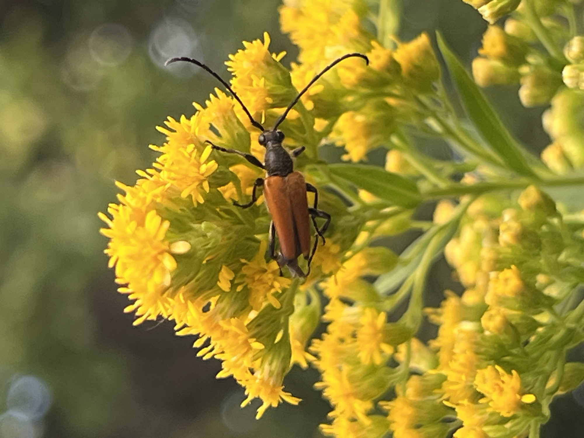 A close-up, eye-level shot captures a longhorn beetle perched on a cluster of small, bright yellow flowers. The beetle, with its prominent black antennae that curve upwards, has a dark, segmented head and thorax, and a reddish-brown abdomen. Its legs are visible, gripping the delicate petals. The flowers are densely packed together, forming a soft, fluffy texture.
The background is a soft blur of green foliage and indistinct, out-of-focus circles of light, suggesting dappled sunlight. The overall impression is one of nature and a quiet moment observed outdoors. The lighting indicates it might be daytime, possibly late afternoon given the soft quality of the light and bokeh. The presence of flowers and an insect suggests an outdoor natural setting, likely a field, garden, or woodland edge. The image evokes a sense of peaceful observation of insect life. There is no visible text in the image. The location context is Krasnodar, Russia.