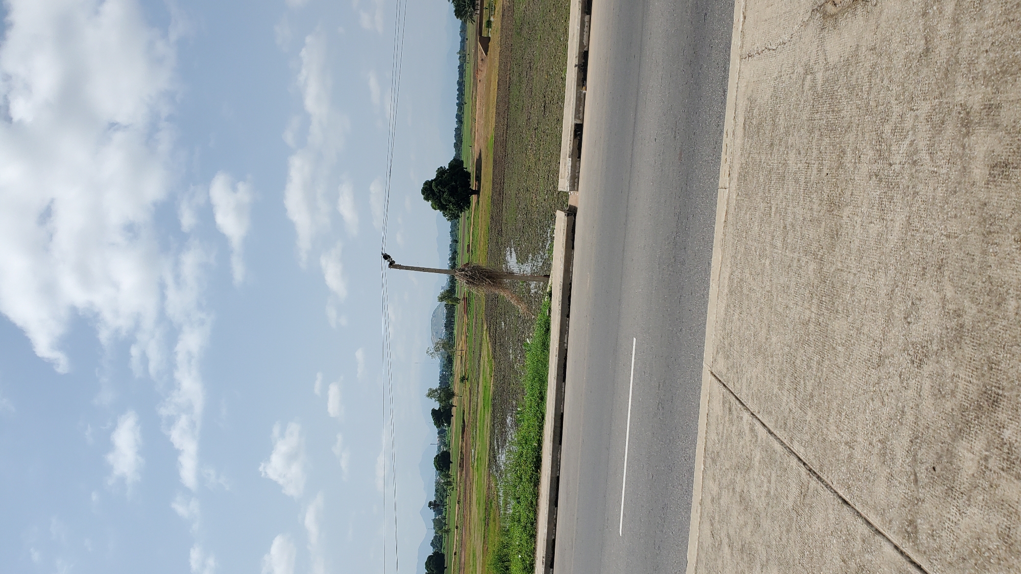 An exterior, eye-level, full shot captures a paved road in the foreground, with a cracked concrete sidewalk on the left. Beyond the road is a rural landscape featuring a field with patches of water and dry earth, possibly a rice paddy. Several scattered trees dot the field, with one prominent, large tree to the right of center. A simple utility pole with a bird's nest attached stands near the right edge of the road. In the distance, rolling hills and mountains form the backdrop under a sky filled with scattered white clouds. The scene is likely located in the outskirts of Jalingo, Nigeria, given the characteristic rural landscape of the region.