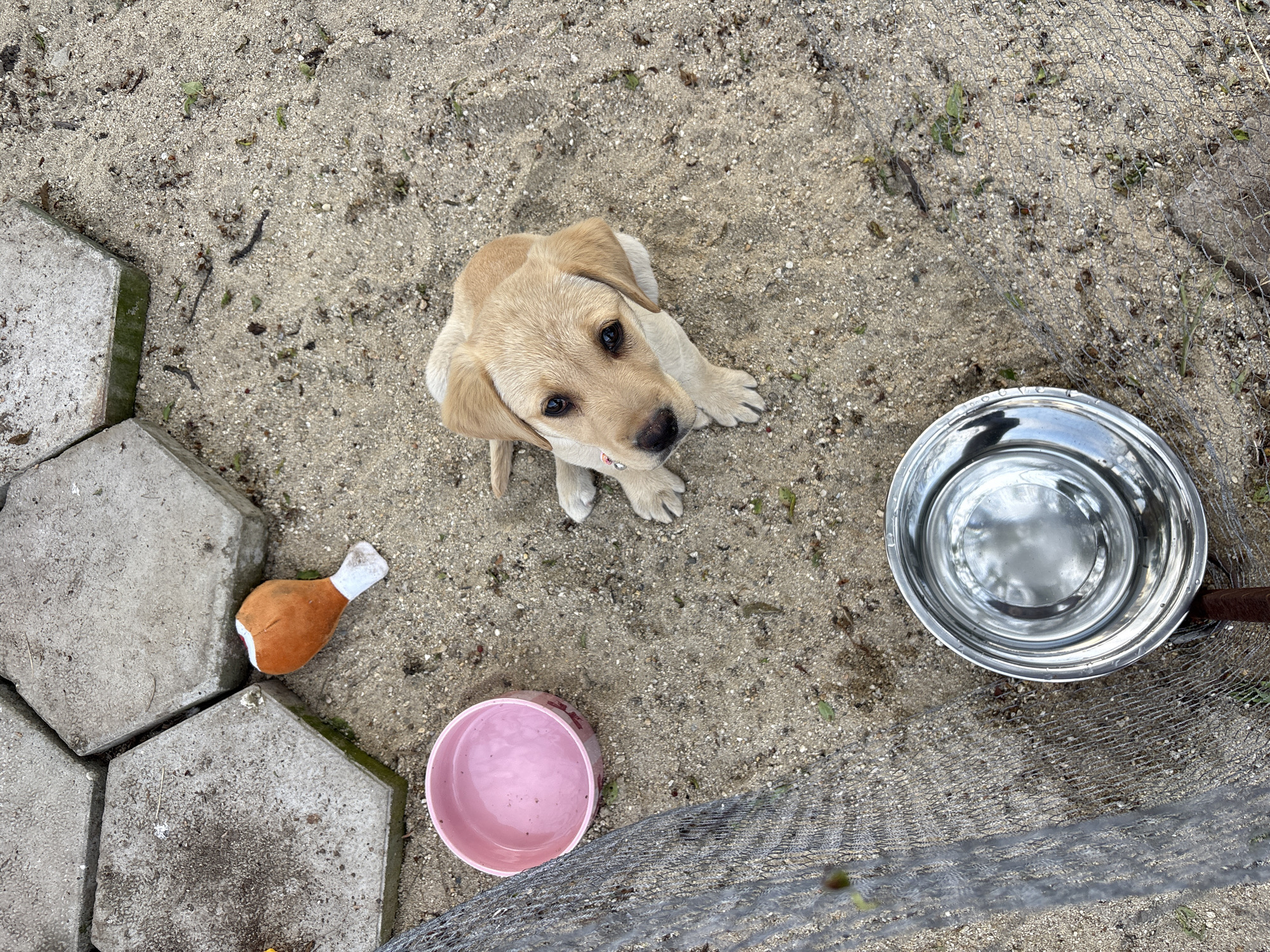 A high-angle shot shows a light-yellow puppy sitting on a ground surface that appears to be a mixture of sand and small pebbles or debris. Next to the puppy on the left are three gray hexagonal concrete pavers. Resting on one of the pavers is a plush toy shaped like a chicken leg. To the right of the puppy, a shiny, stainless-steel water bowl reflects light. Farther below the puppy and closer to the bottom edge of the image, there is a pink pet bowl filled with water. A section of wire mesh fence is visible at the bottom right. The scene appears to be an outdoor animal enclosure. There is no indication this photo was taken in the city of Cheshnegirovo, Bulgaria.