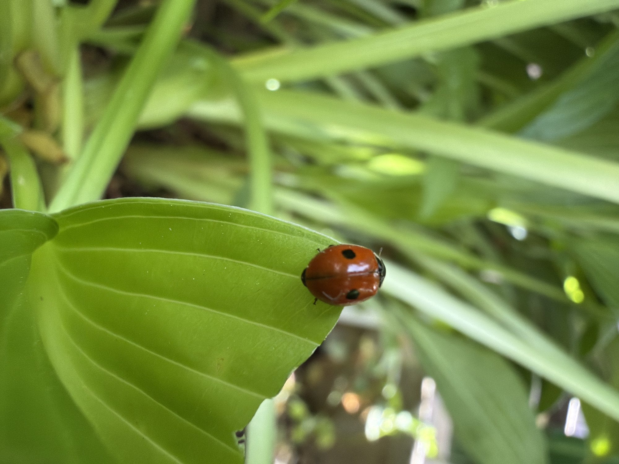 This close-up photograph captures a single ladybug resting on the edge of a vibrant green leaf. The ladybug, a prominent subject, has a glossy, domed reddish-orange shell adorned with several distinct black spots. It is positioned near a slight curve or irregularity on the leaf's edge, with part of its body extending slightly over it.
The leaf on which the ladybug rests is a rich, medium green, featuring clearly visible parallel veins running across its surface, suggesting a plant like a Hosta. The foreground and background are filled with soft, out-of-focus green foliage, creating a shallow depth of field that emphasizes the ladybug and its immediate perch. Hints of brighter green and blurred light spots in the background suggest natural daylight filtering through other plants.
The activity depicted is the ladybug simply resting or potentially crawling slowly on the leaf. There is no visible text in the image. The scene, set in Chaikovsky, Russia, suggests a natural outdoor environment, possibly a garden or a forested area, under clear daytime conditions. The weather appears calm and conducive to insect activity. The overall impression is one of peaceful natural observation.