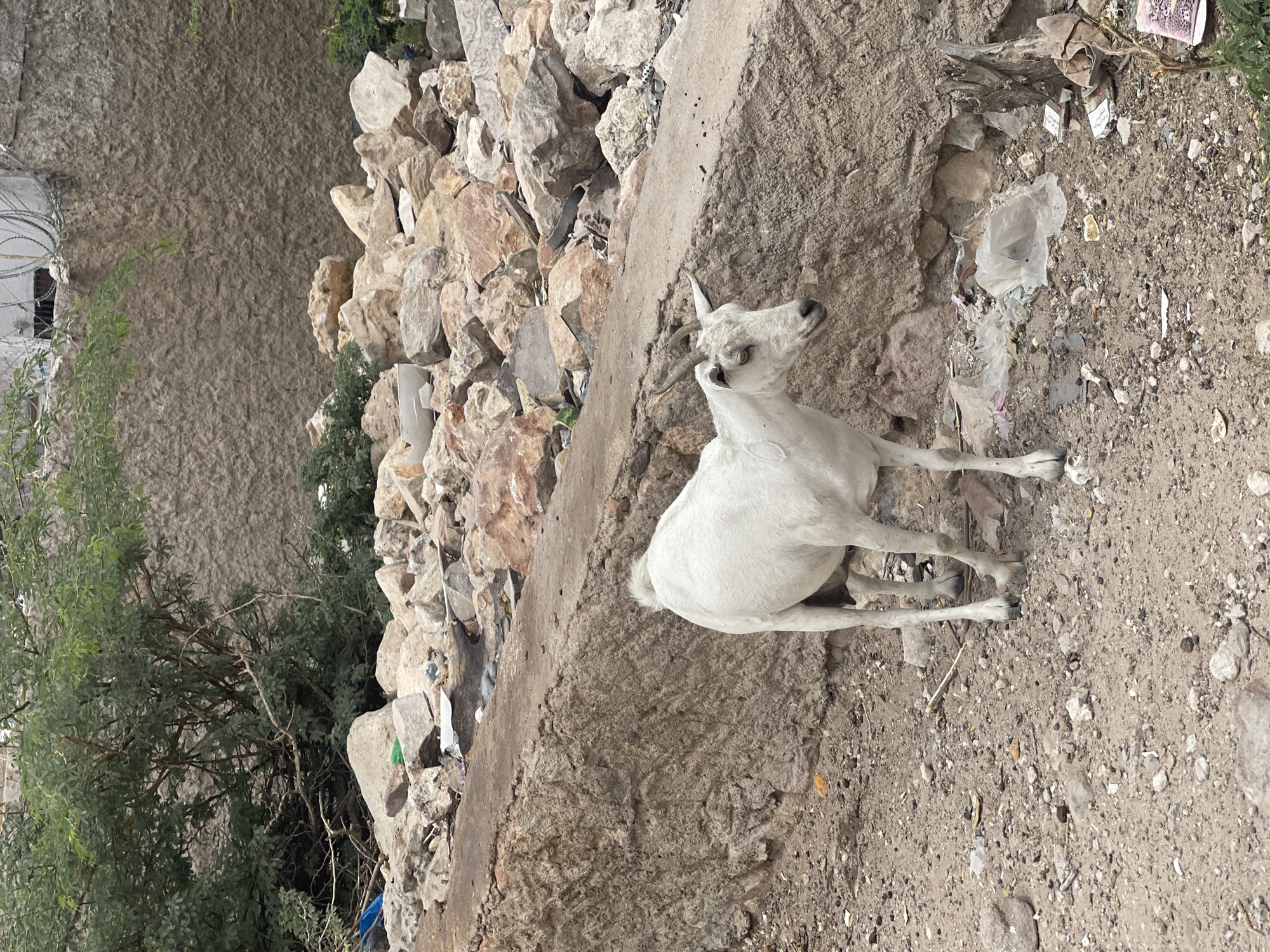 A medium shot captures a white goat standing on a rough, debris-strewn ground in a cluttered urban environment, likely Hargeisa, Somaliland. The goat, facing left, has short, dark horns and a lean build. Its head is turned slightly towards the viewer, with its mouth open. The ground beneath it is a mix of dirt, small stones, and scattered trash, including plastic bags and what appear to be discarded cigarette packs. Behind the goat, a large, rough concrete structure, possibly a wall or foundation, rises diagonally across the frame. Beyond that, a hillside is covered in a large pile of rocks and debris, with some sparse greenery and more trash visible. A tree with dense green foliage grows on the left side of the frame, partially obscuring the background. The overall impression is one of neglect and urban decay.