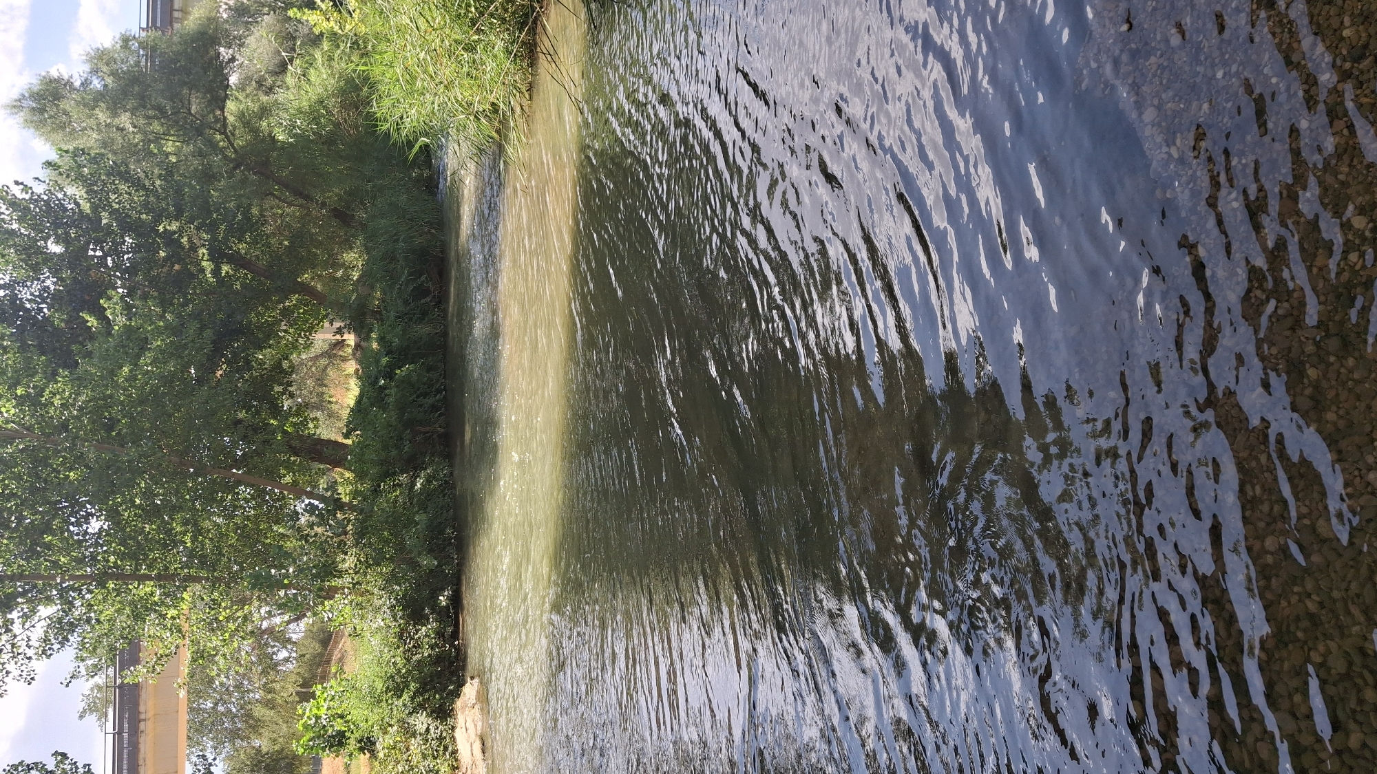 This is a photograph of the Guadalope River in Alcañiz, Spain, as viewed from the riverbank. The river occupies the foreground and midground of the image, its surface rippling under natural light. The water varies in clarity and color, with a section near the left bank appearing lighter and more transparent, revealing a bed of pebbles. Further into the midground, the water becomes darker, reflecting the shadows of the surrounding foliage. The riverbank on the left is lined with lush green vegetation and some exposed earth. On the right bank, tall reeds and other green plants are visible. In the background, a dense line of trees with varying shades of green foliage stretches across the horizon. A concrete bridge, likely part of a road or highway, is visible in the upper left portion of the image, spanning the river in the distance. The sky is overcast, with patches of bright light suggesting sunlight filtering through. No people or animals are visible in the scene.