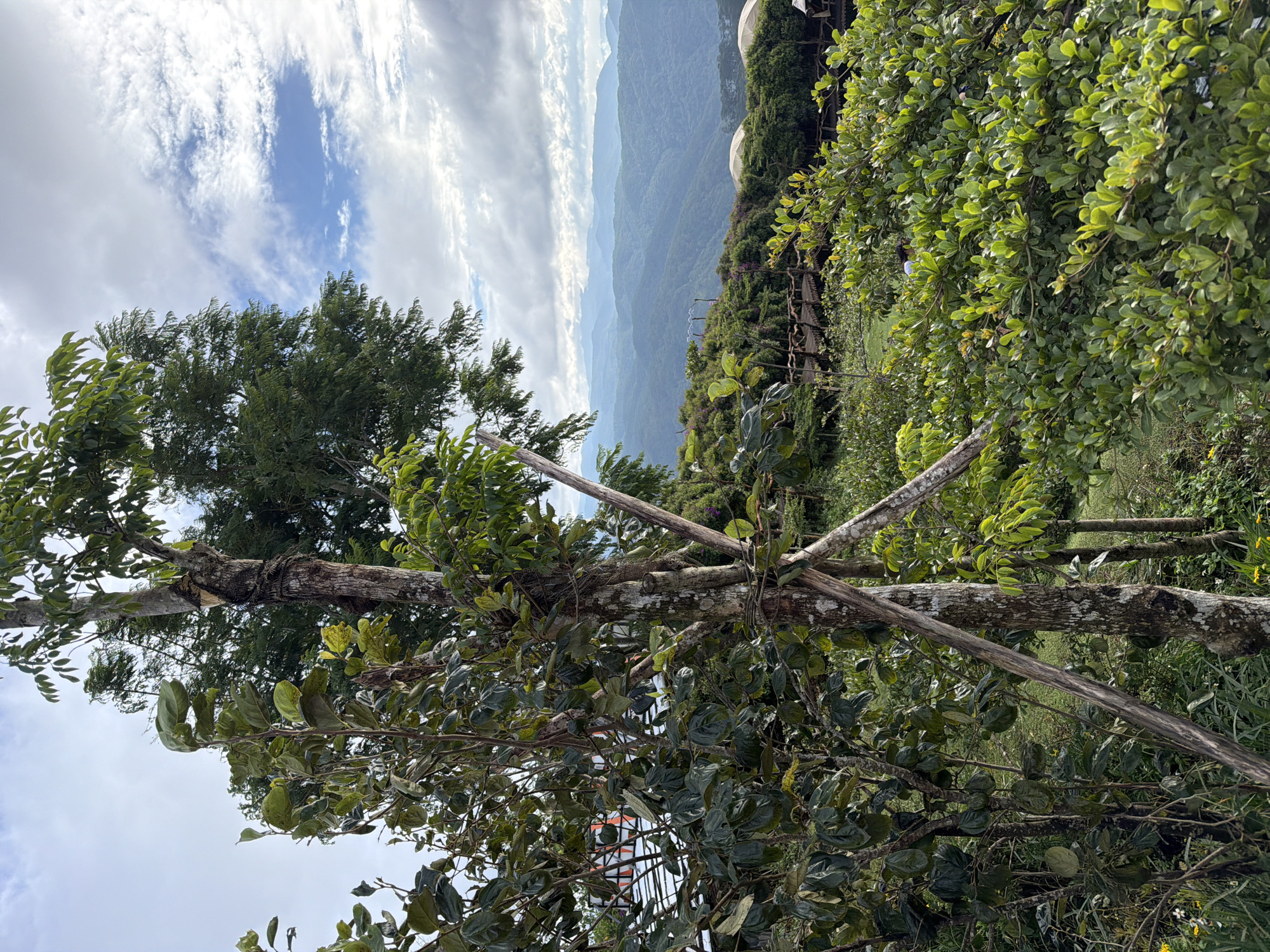 A vertical, eye-level outdoor photograph captures a lush, mountainous landscape in Phát Chi, Vietnam, on a partly cloudy day. The foreground is dominated by dense green foliage and the rough bark of two trees, one of which is partially supported by diagonal wooden stakes. The foliage is thick and verdant, with varying shades of green indicating different plant species and leaf textures. The trees have weathered, textured bark and numerous branches laden with leaves.
Beyond the immediate foreground, a vibrant green hillside is visible, dotted with more dense vegetation and what appear to be small, dome-shaped structures, possibly tents or small buildings, peeking through the greenery. A wooden walkway or railing system snakes along the hillside, suggesting a developed viewing area or path. In the distance, rolling mountains stretch across the horizon, fading into a soft, hazy blue as they recede, indicating depth and atmospheric perspective. The sky above is a mix of bright blue patches and soft, white clouds, with some clouds appearing textured and wispy, suggesting a dynamic sky. No people are clearly visible in the image.