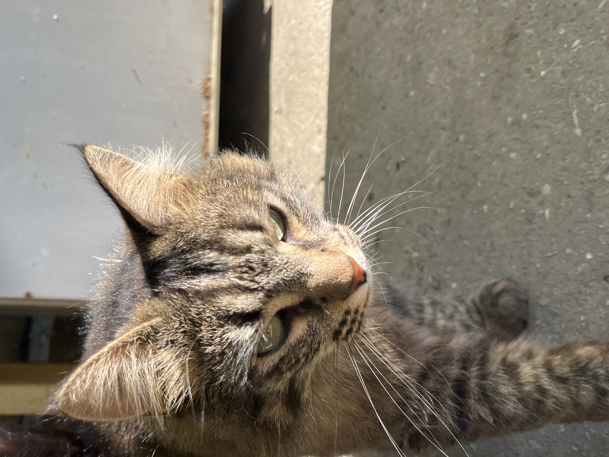 A close-up, high-angle shot captures a tabby cat with green eyes and a pink nose standing on a grey concrete surface. The cat's fur is a mix of brown, black, and tan stripes. Sunlight illuminates the cat's face, highlighting its long white whiskers. In the background, a light-colored vertical structure is visible, partially obscuring a dark opening. The scene appears to be outdoors, possibly in an urban or semi-urban environment, consistent with the city of Krasnyye Barrikady, Russia, given the environmental context of concrete and basic structures.