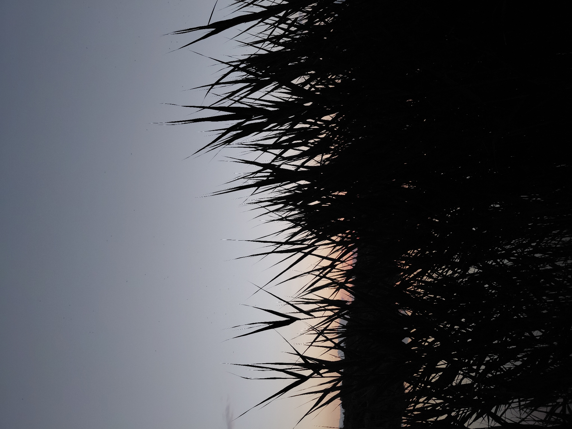 The image depicts a silhouetted view of reeds against a twilight sky. The sky is a gradient of pale gray and faint pink, suggesting either dawn or dusk. Small, dark specks, possibly insects or dust, are scattered across the sky. The reeds are dark and sharply defined, with pointed tips, creating a dense foreground that obscures much of the background. Hints of a faint orange glow are visible through gaps in the reeds, indicating the position of the setting or rising sun. The lower portion of the image suggests the presence of water, likely a body of water near where the reeds are growing. The scene is static and natural, with no human presence or activity visible. The location is identified as Ustyvytsia, Ukraine, though the image itself provides no specific landmarks to confirm this.