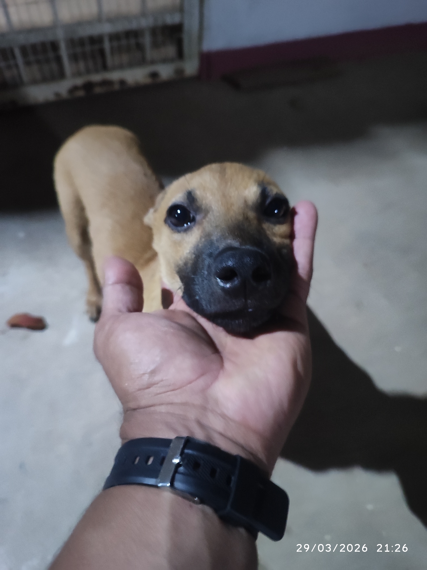 A tan-colored puppy with a black nose is nuzzling a person's hand, with the person wearing a black wristwatch. The puppy is standing on a concrete floor in what appears to be an outdoor area, with a cage visible in the background. The date and time, "29/03/2026 21:26," are imprinted in the lower right corner of the image. The location is Tinaquillo, Venezuela.