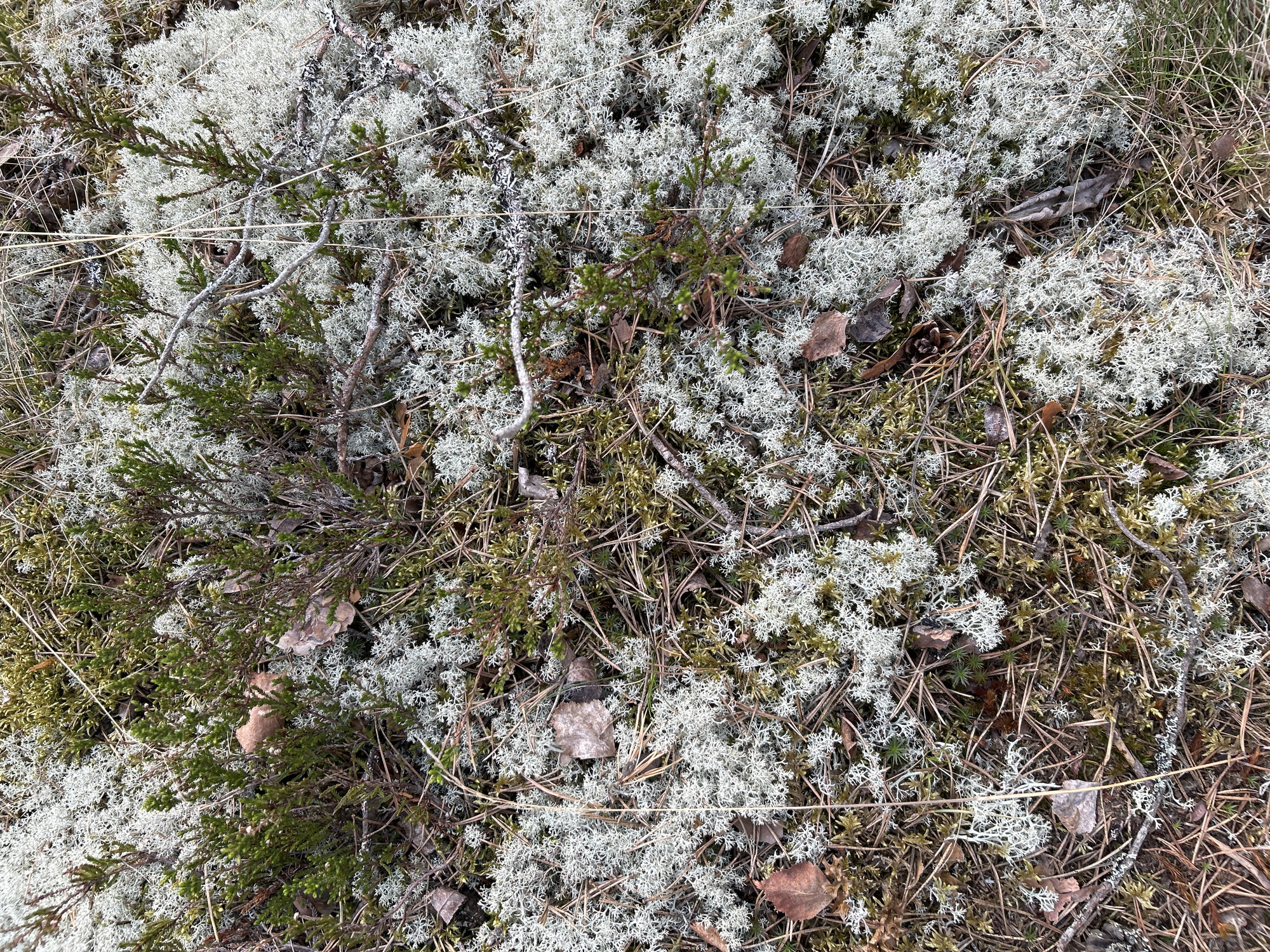The image depicts a close-up view of ground vegetation in Rautalakhti, Russia. Predominantly visible are clumps of pale grayish-white reindeer lichen (Cladonia rangiferina) intermixed with green moss and small evergreen shrubs. Scattered throughout the scene are fallen leaves, twigs, and pine needles. The ground surface appears somewhat dry and textured. There are no people, animals, or man-made structures in the frame.