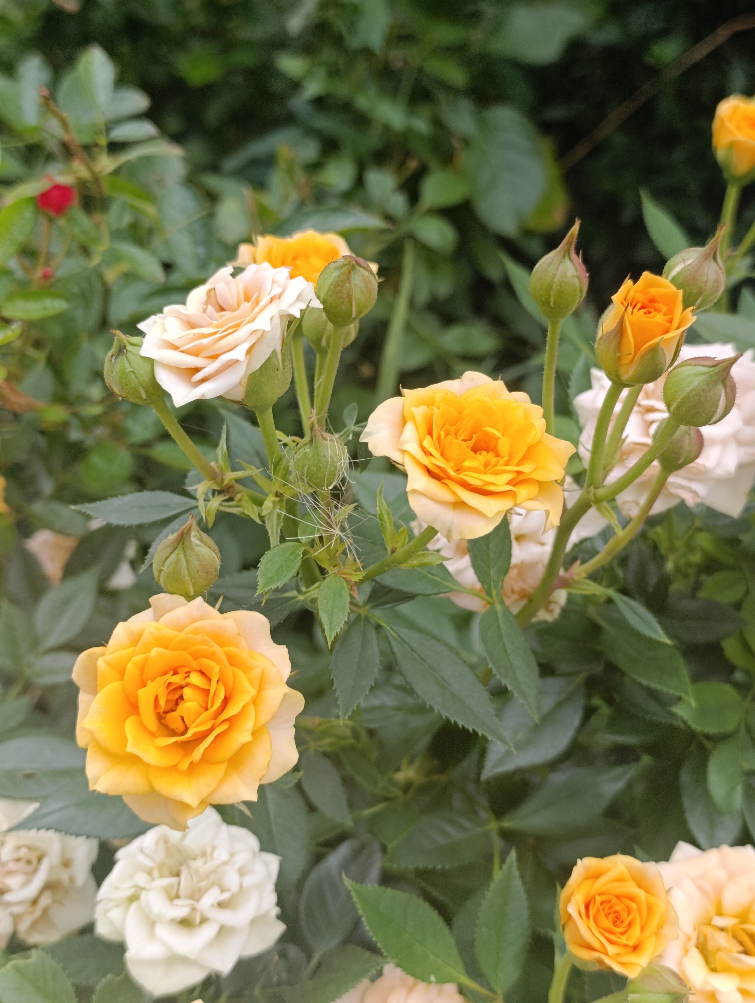 A close-up, vertical, outdoor shot captures a cluster of roses and rose buds in various stages of bloom. The roses are predominantly yellow and white, with some peach-colored blooms also present. The flowers are set against a backdrop of blurred green foliage. The lighting appears to be natural, suggesting an overcast day or shade from surrounding trees. There is no indication of human presence or activity in the scene. The image is devoid of any specific landmarks or context that would allow for precise identification of its location within Bila Tserkva, Ukraine. The scene depicts a natural, floral arrangement.