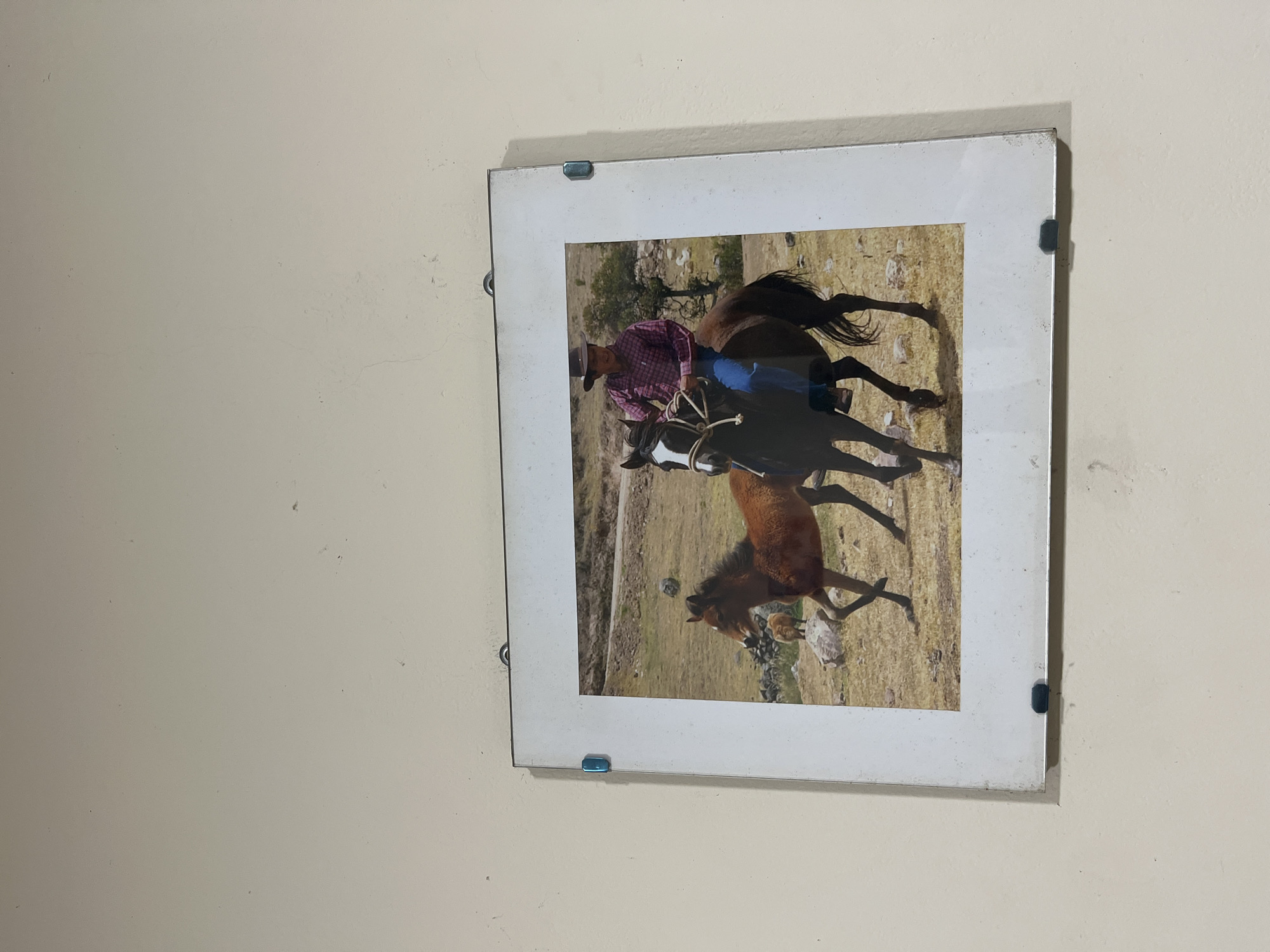 The media file displays a framed photograph hanging on a plain, light beige wall. The framed picture is rotated 90 degrees clockwise relative to the wall, showcasing an outdoor scene. The frame itself appears to be a simple, light-colored or white border, secured to the wall by four small, blue-tinted translucent clips, one near each corner.
Within the framed picture, a man is seen horseback riding. He wears a plaid shirt, blue jeans, and a cowboy hat. He is riding a dark brown or black horse with a white blaze on its face and is holding what appears to be a rope or lead line. Alongside, or slightly ahead of, his horse, a smaller, light brown or chestnut horse is also in motion. Both horses are depicted in a trot or gallop, suggesting an active ride.
The setting of the photograph is an arid or semi-arid natural landscape, characterized by dry, yellowish-brown grass, scattered rocks, and uneven terrain. In the background, distant hills or mountains are visible, along with sparse vegetation and a single small tree. The lighting suggests it is daytime, likely sunny, with clear shadows. There is no discernible text visible in the image. The overall scene suggests a rural or wilderness setting, consistent with the provided location context of San Luis, Peru.