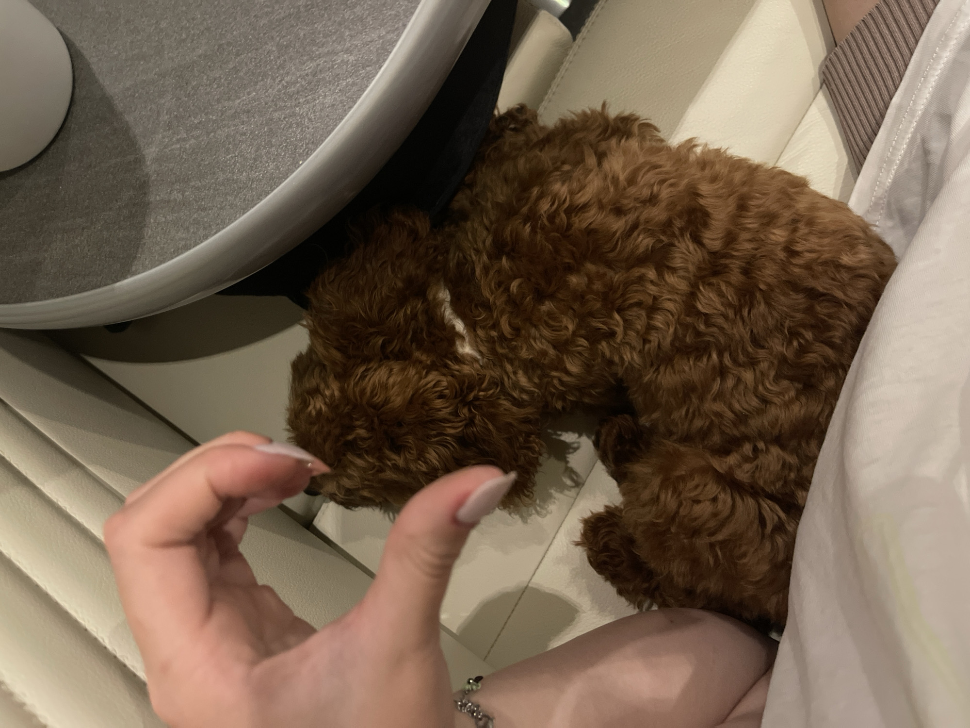 Within an indoor environment in Koprinka, Bulgaria, a small, reddish-brown dog with curly fur, characteristic of a poodle or similar breed, rests on a light-beige upholstered surface. A human hand, exhibiting light-colored manicured fingernails, is positioned in the upper-left quadrant, forming a heart shape with its thumb and index finger, directed towards the dog, indicating affection. The dog appears to be in a relaxed or sleeping state, with a small white patch of fur visible on its chest. In the lower-left, a portion of a human forearm wearing a silver-colored charm bracelet and a light-skinned leg partially covered by white fabric are visible. To the upper-right, a segment of a gray, textured, semi-circular surface with a white rounded edge, resembling a table or tray, is present, with a white ceramic cup resting upon it. A dark fabric item is located beneath this surface and adjacent to the dog's back. On the far right, a striped garment is partially visible on a human limb.