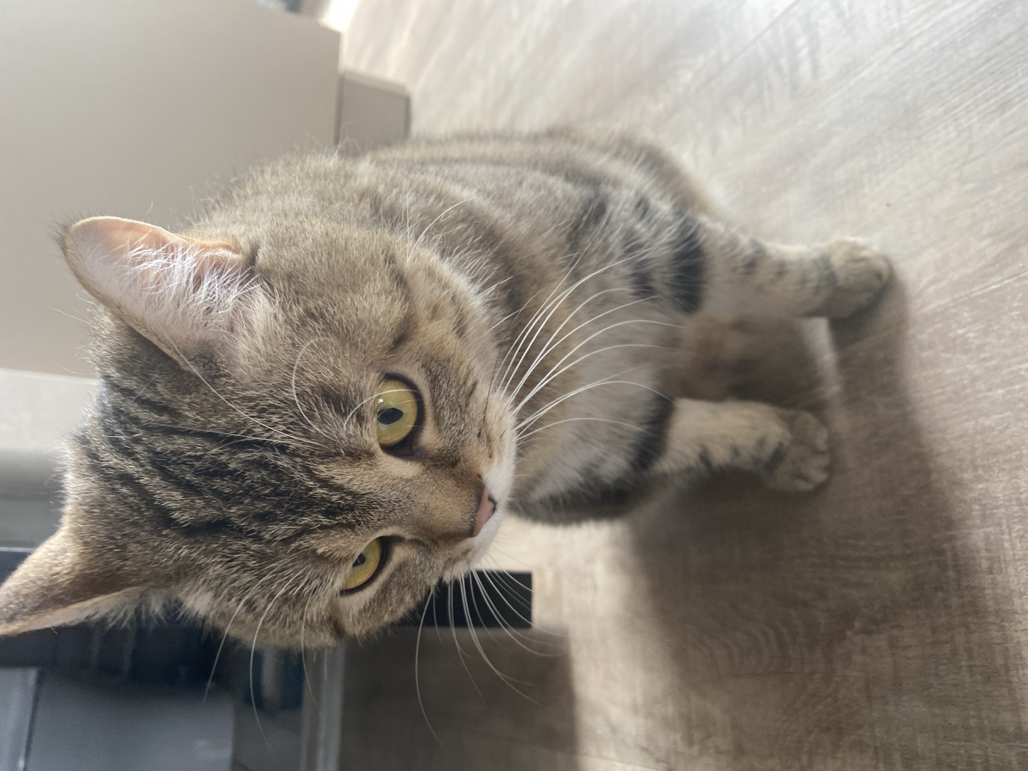 A tabby cat with yellow eyes and brown and black stripes sits on a light-colored wooden floor. The cat is looking down and to the left. The background is blurred, showing a gray piece of furniture on the left and a light-colored wall or cabinet on the right.