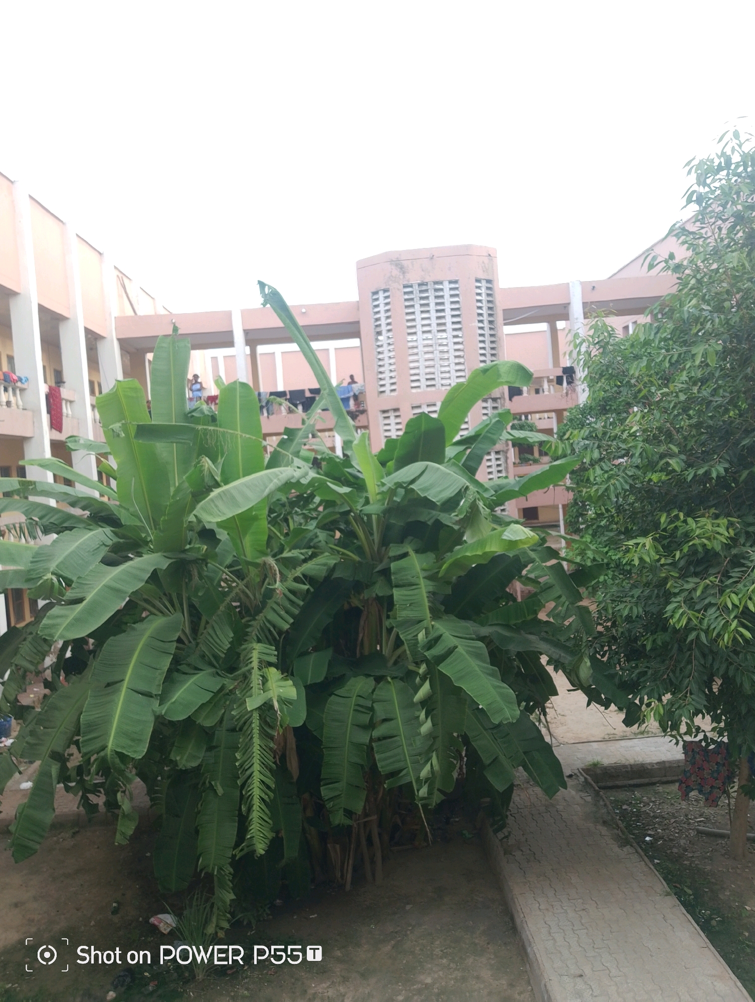 The image depicts a courtyard area in Mairi, Nigeria, with a multi-story building prominently in the background. The building appears to be a dormitory or residential complex, characterized by its peach-colored exterior and numerous windows with white grills. Several balconies are visible, with clothes hanging on railings, suggesting an active residential environment. In the foreground, a large cluster of banana trees with broad, green leaves dominates the scene, creating a lush, tropical feel. To the right, a smaller tree with dense green foliage stands. A paved pathway with a textured, interlocking brick surface runs through the courtyard. The sky is overcast, suggesting a possibly humid day.