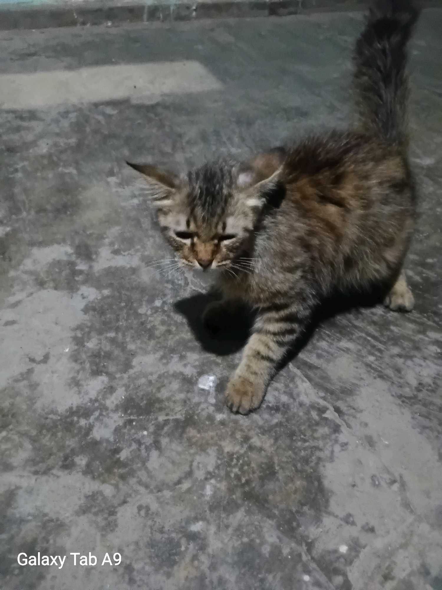 A brown and black tabby cat is standing on a rough, grey concrete surface. The cat is facing towards the left of the frame, with its head slightly lowered. Its fur has distinct stripes. The background is out of focus, showing a textured, light-colored wall or surface with some horizontal lines. The lighting suggests it may be evening or indoors with artificial light, casting a shadow from the cat onto the ground. The text "Galaxy Tab A9" is visible in the bottom left corner of the image. The scene is located in Wonocoyo, Indonesia.