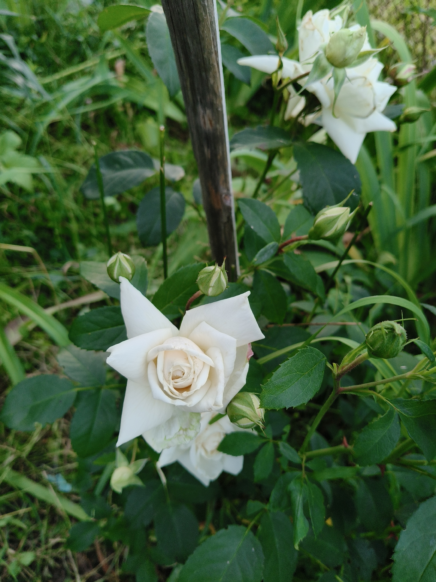 The image shows a close-up view of a white rose bush in a garden. A few white roses are in bloom, along with several rose buds. The roses have delicate, layered petals and are a creamy white color, with some hints of blush pink on the edges of one bloom. The rose bush has dark green, serrated leaves and thorny stems. The background is a blur of green foliage, suggesting an outdoor setting. A vertical wooden stake is visible on the left side of the image, possibly supporting the rose bush. The lighting appears to be natural daylight, possibly morning or late afternoon due to the soft light and slight shadows. There is no text visible in the image. The overall scene conveys a sense of natural beauty and tranquility.