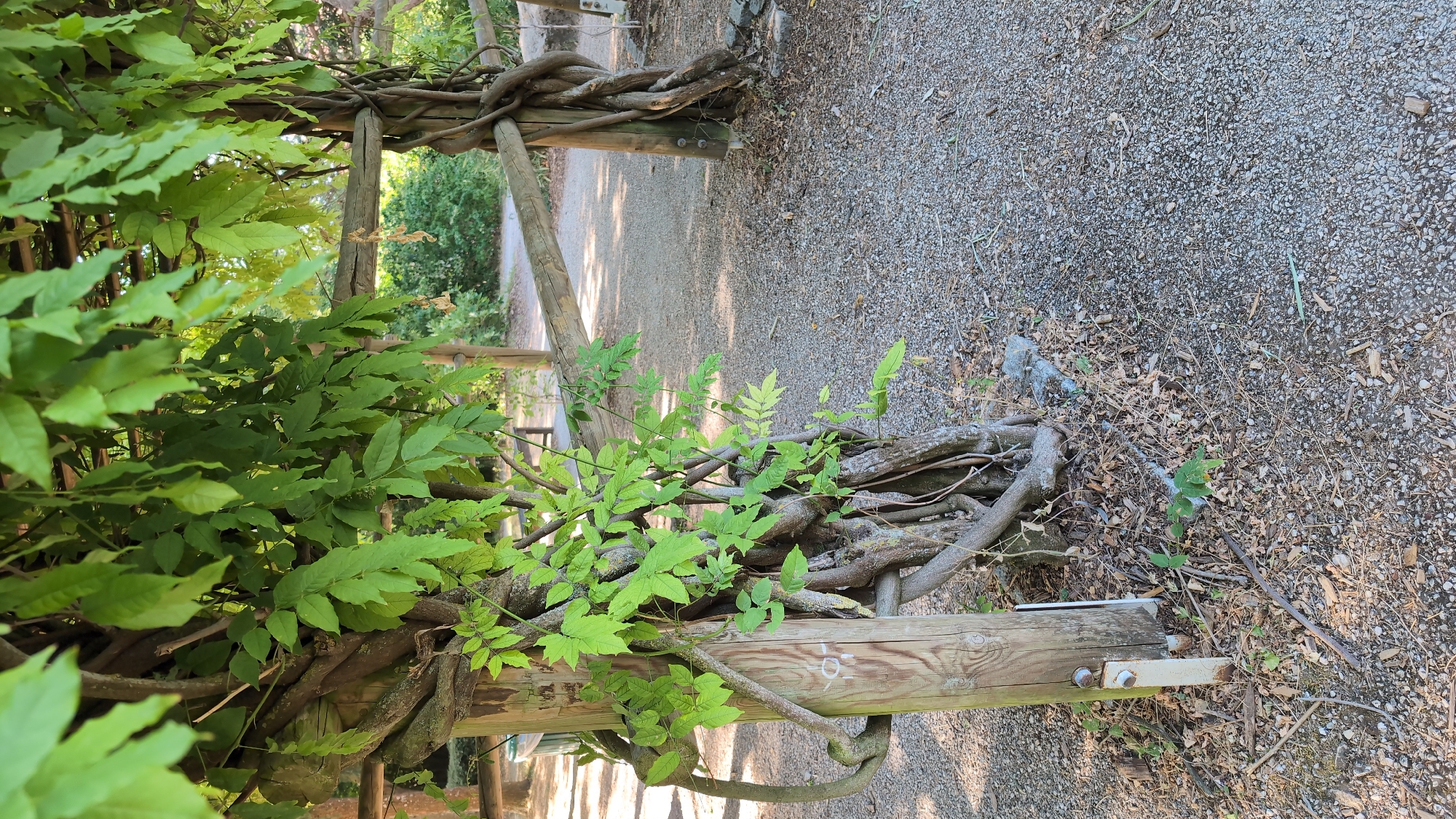 The image depicts an outdoor scene, likely a garden or park pathway, in Dijon, France. The foreground is dominated by a pathway covered in gravel and scattered leaves. A wooden post stands on the left, intertwined with a thick, woody vine covered in vibrant green leaves. This vine extends upwards and across, forming part of a wooden structure overhead. To the right, another wooden post, similarly entwined with vines, supports a horizontal wooden beam. The background shows more of the gravel pathway, a wooden fence, and dense green foliage. The lighting suggests it is daytime, with sunlight filtering through the leaves, casting shadows on the ground. There are no people or animals visible in the frame.