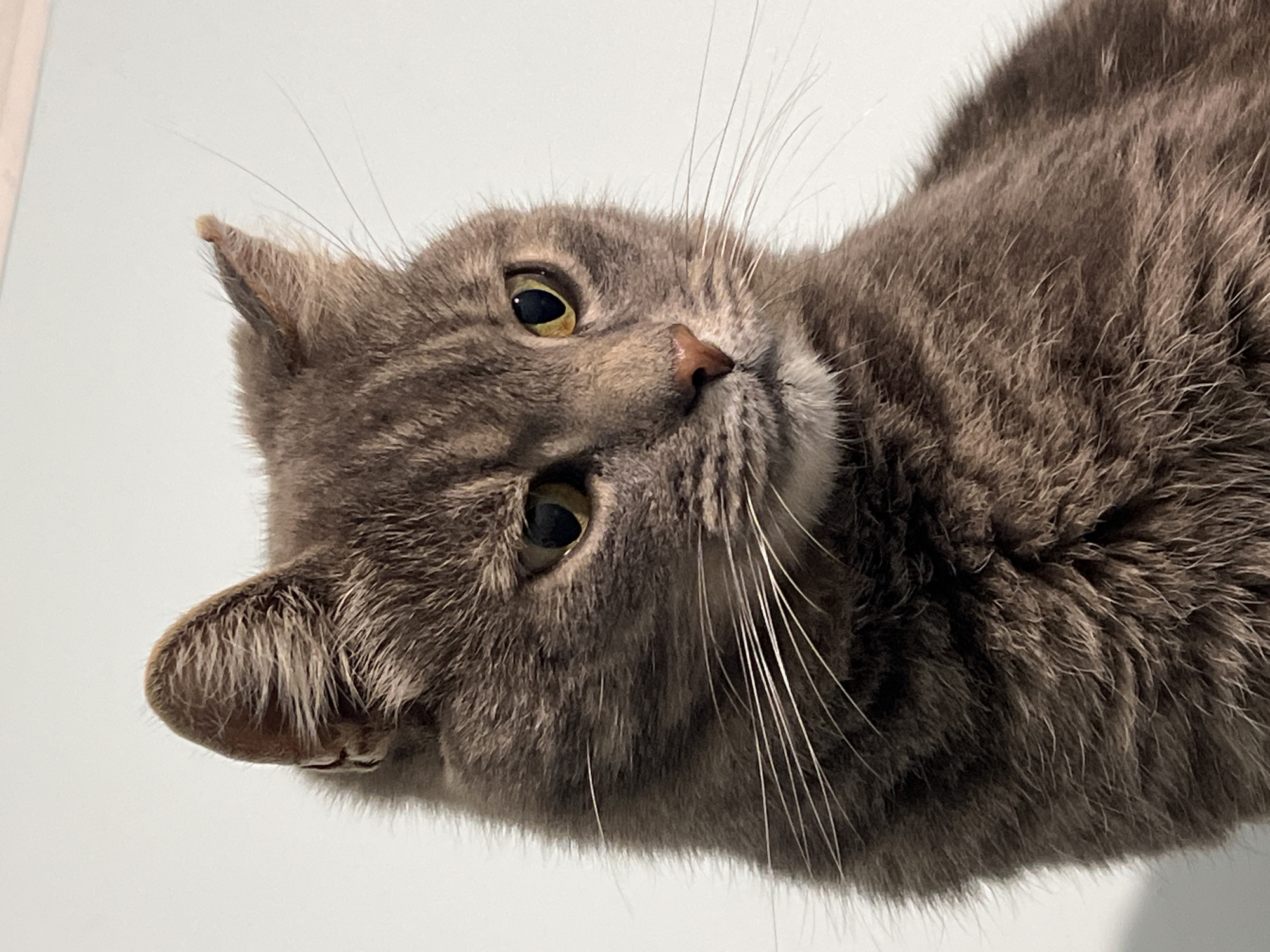 A close-up, head-and-shoulders portrait of a grey tabby cat is shown against a plain, light-colored background. The cat's fur is a mix of dark grey and lighter grey stripes. Its eyes are a yellowish-green, and its nose is pinkish-brown. Long white whiskers extend from its muzzle. The cat is looking to the right of the frame with a slightly tilted head. There are no people or other objects visible in the image. The environment appears to be indoors, with the background suggesting a wall. The image does not contain any information or visual cues that would place it in Smolenskaya, Russia.