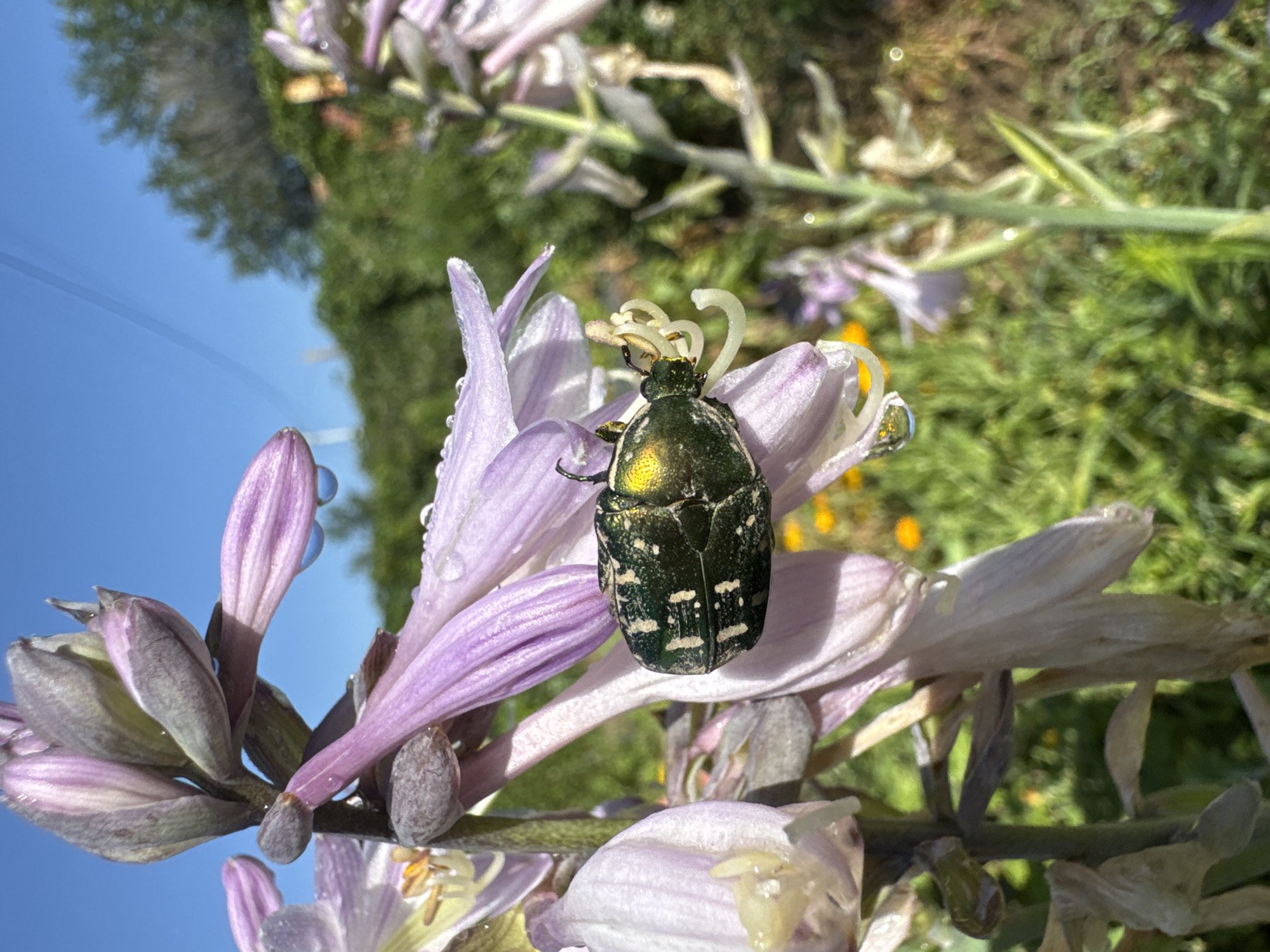 A close-up, eye-level, vertical shot shows a metallic green beetle with white markings on its carapace resting on the petals of a cluster of pale purple flowers. The beetle is positioned horizontally across the center of the frame, with its head facing right. The flowers appear to have dew drops on their petals. The background is a blur of green foliage, with hints of yellow flowers. The sky above is a clear, bright blue. The scene appears to be outdoors, in a natural setting.