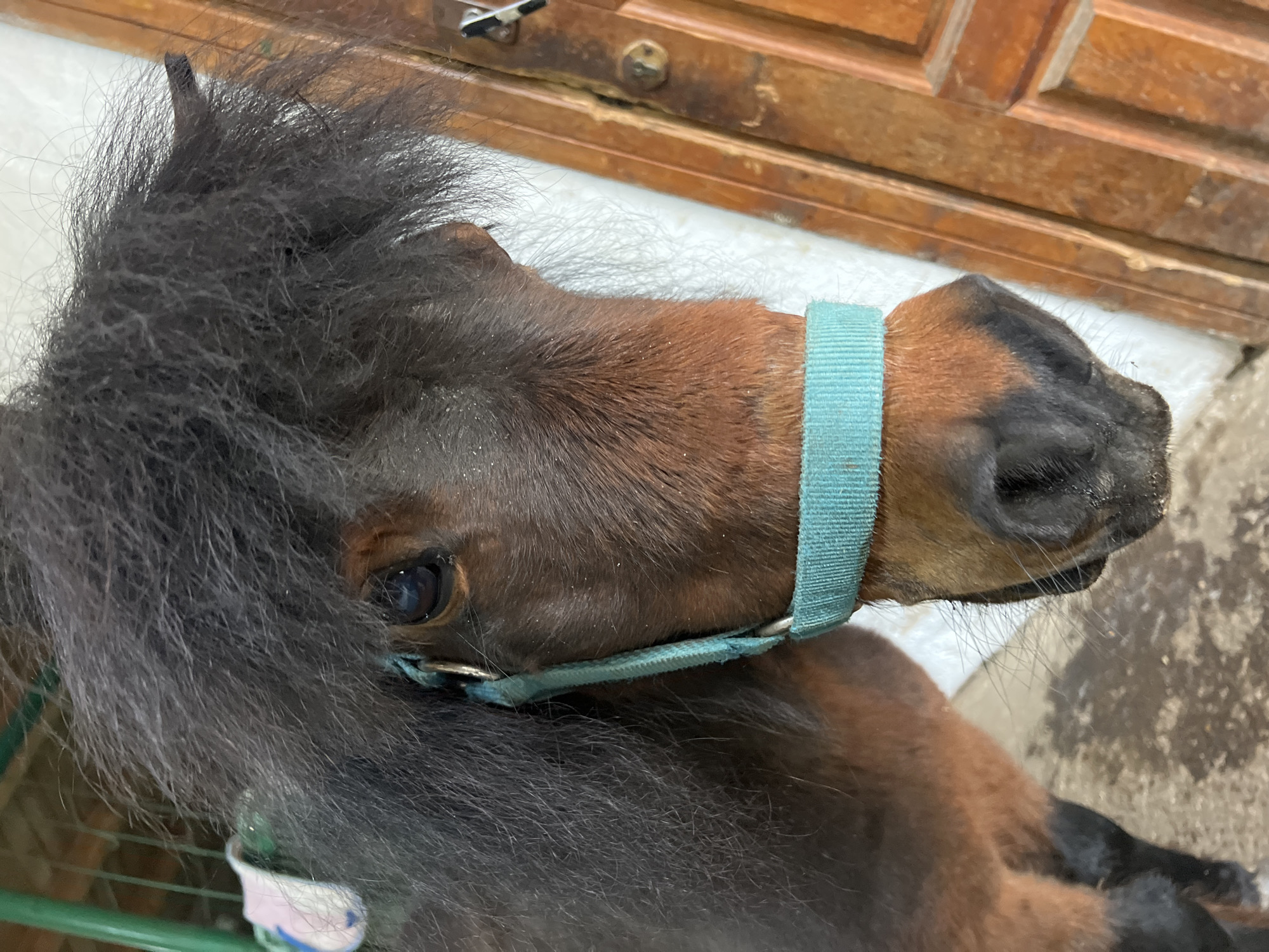 A close-up, high-angle shot depicts a brown miniature horse wearing a light blue halter. The horse's head and neck are the primary focus. The horse has a black muzzle and a thick, dark mane. The horse's eye is visible. The background includes a wooden door and a concrete floor. The location is Sanatoriya Yumatovo Imeni 15-Letiya Bassr, Russia.