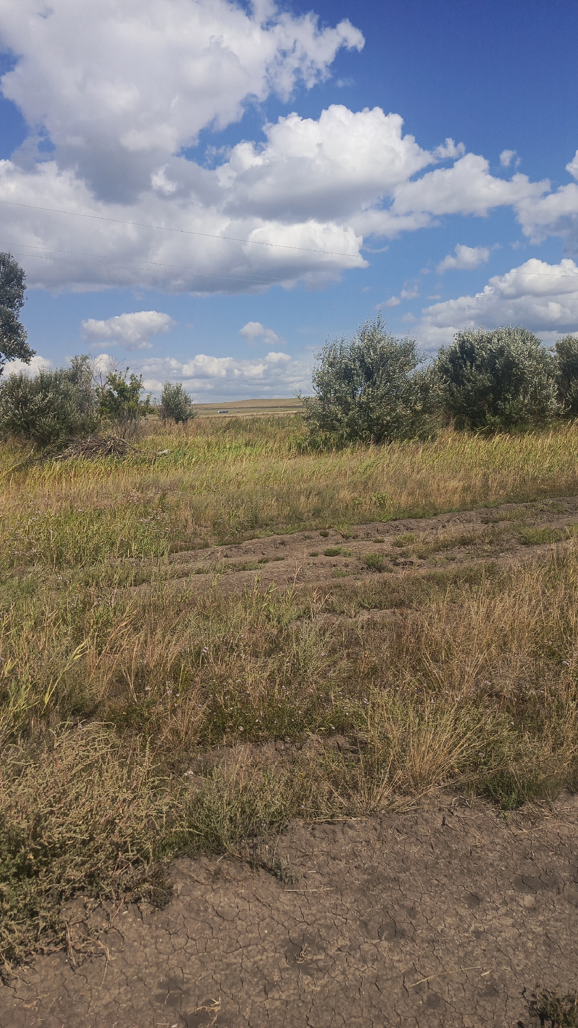 The image depicts a dry, grassy field with sparse bushes and trees under a bright blue sky with scattered white clouds. The ground in the foreground is dry and cracked, suggesting arid conditions. In the background, there is a hint of a distant road or path with a vehicle visible. The overall impression is of a rural or semi-rural landscape. The scene appears to be in Oktyabr'skii Gorodok, Russia, a location characterized by such open, dry terrain. There are no people or specific actions or interactions captured in this image. The environment is dominated by natural elements: grass, earth, trees, and sky.