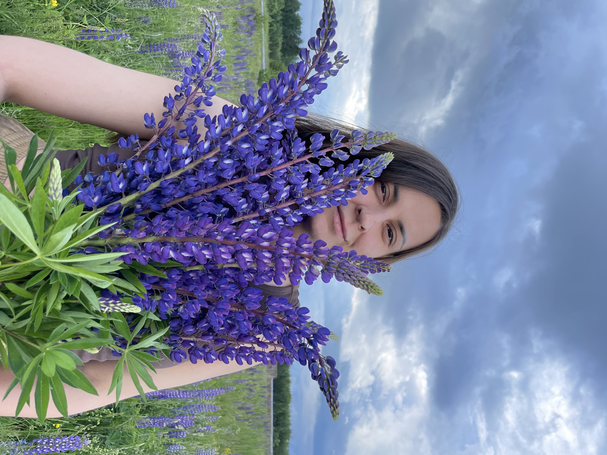 A woman with long, dark hair is holding a large bouquet of purple lupine flowers in front of her in a field of lupines. She is wearing a brown top. The sky is cloudy and gray. The background shows a treeline and a flat, grassy landscape. The location is identified as Prikamsky, Russia.
