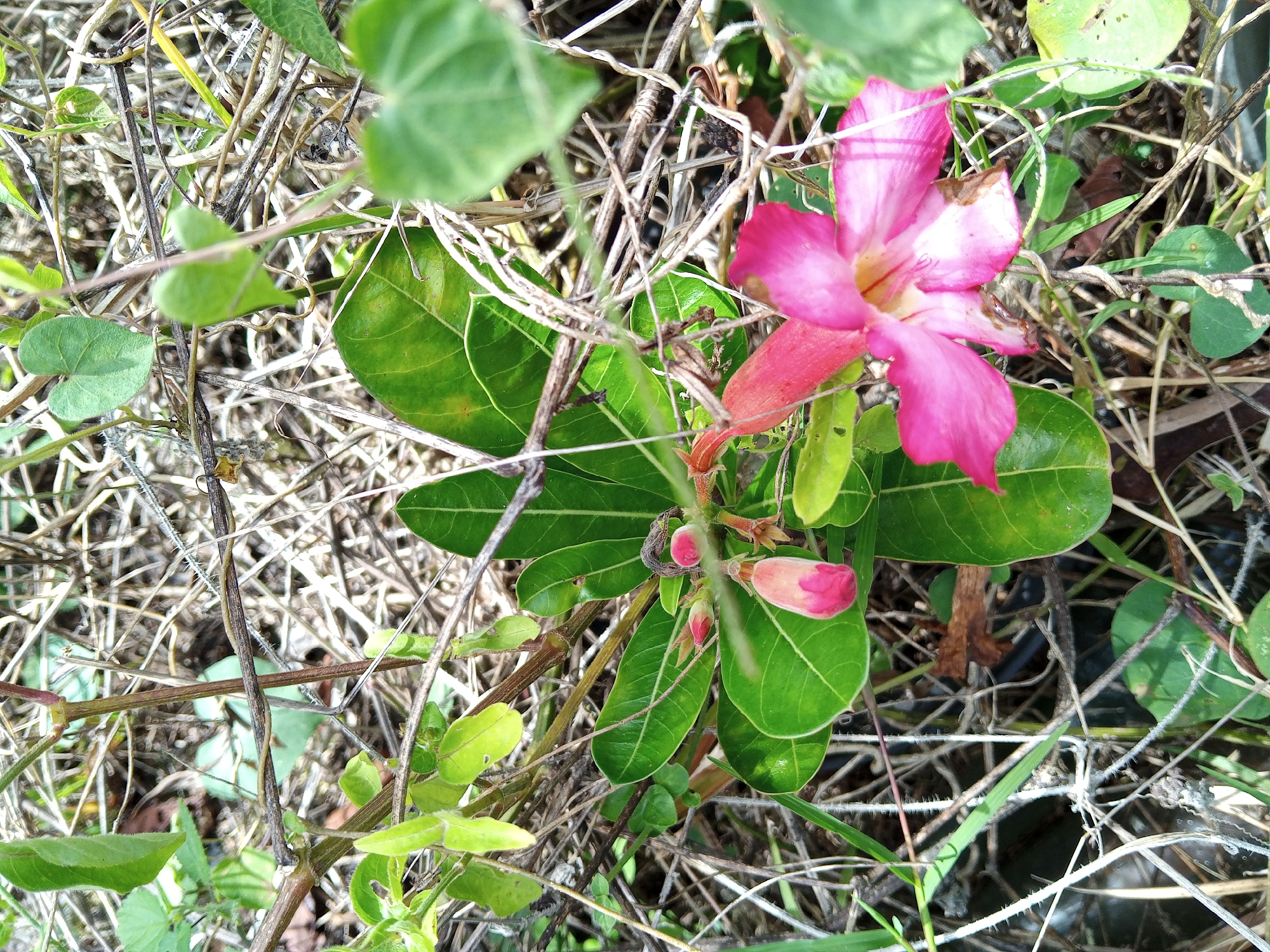 The image shows a pink desert rose flower with buds in a grassy area with dry twigs. The location is in Payadua, Indonesia.