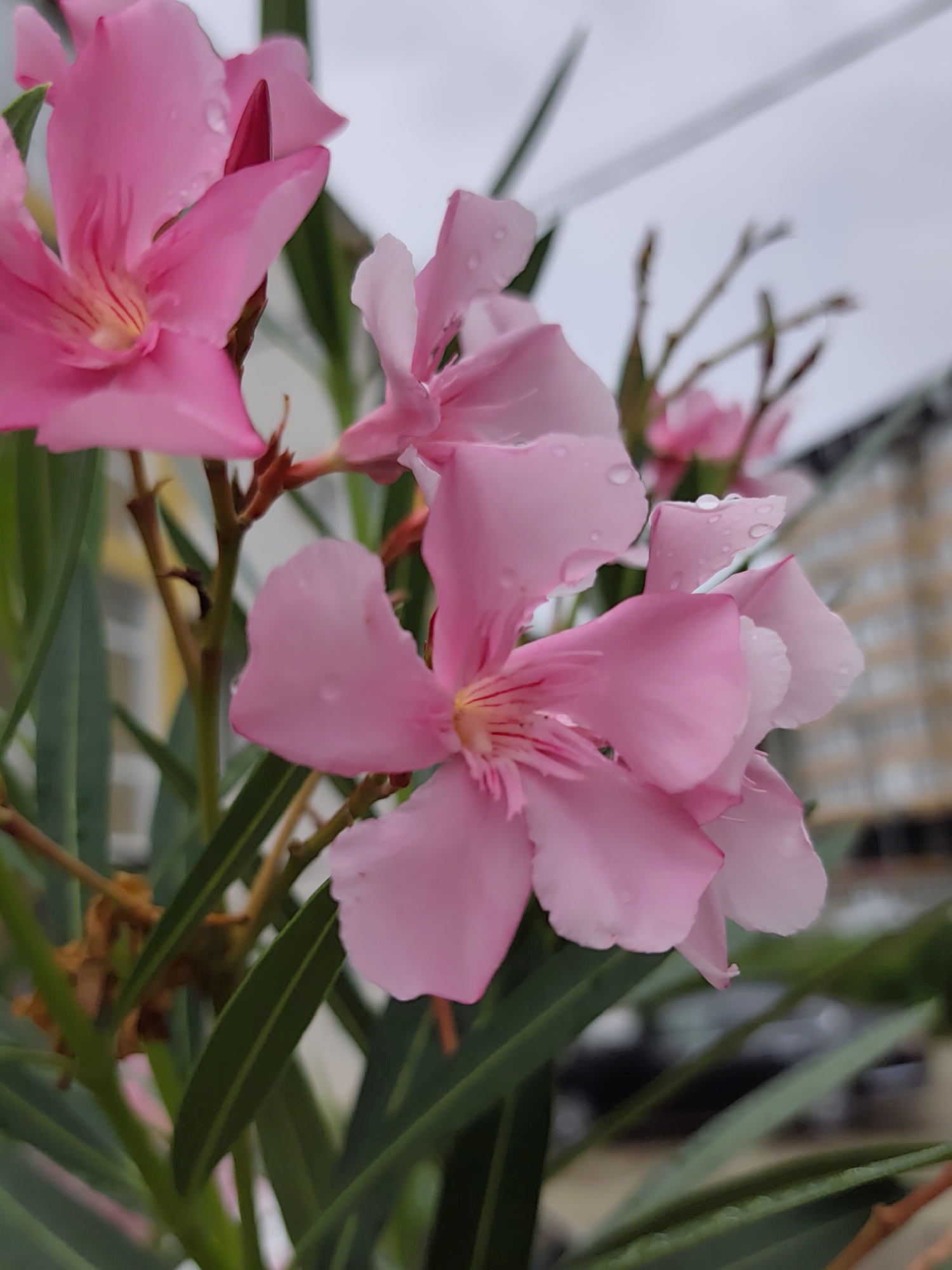 This is a close-up, eye-level, outdoor photograph of pink oleander flowers with water droplets on their petals, set against a blurred background of buildings and greenery. The image is shot in overcast conditions, suggesting a cloudy day. The flowers are the primary subject, with their delicate petals and vibrant color standing out. The overall impression is one of natural beauty, possibly captured in a garden or park setting within the city of Oryol-Izumrud, Russia, though no specific landmarks confirm this location. There are no people, animals, or explicit human activity visible in the frame. The environment appears to be urban, given the presence of buildings, but the focus remains on the floral subject.