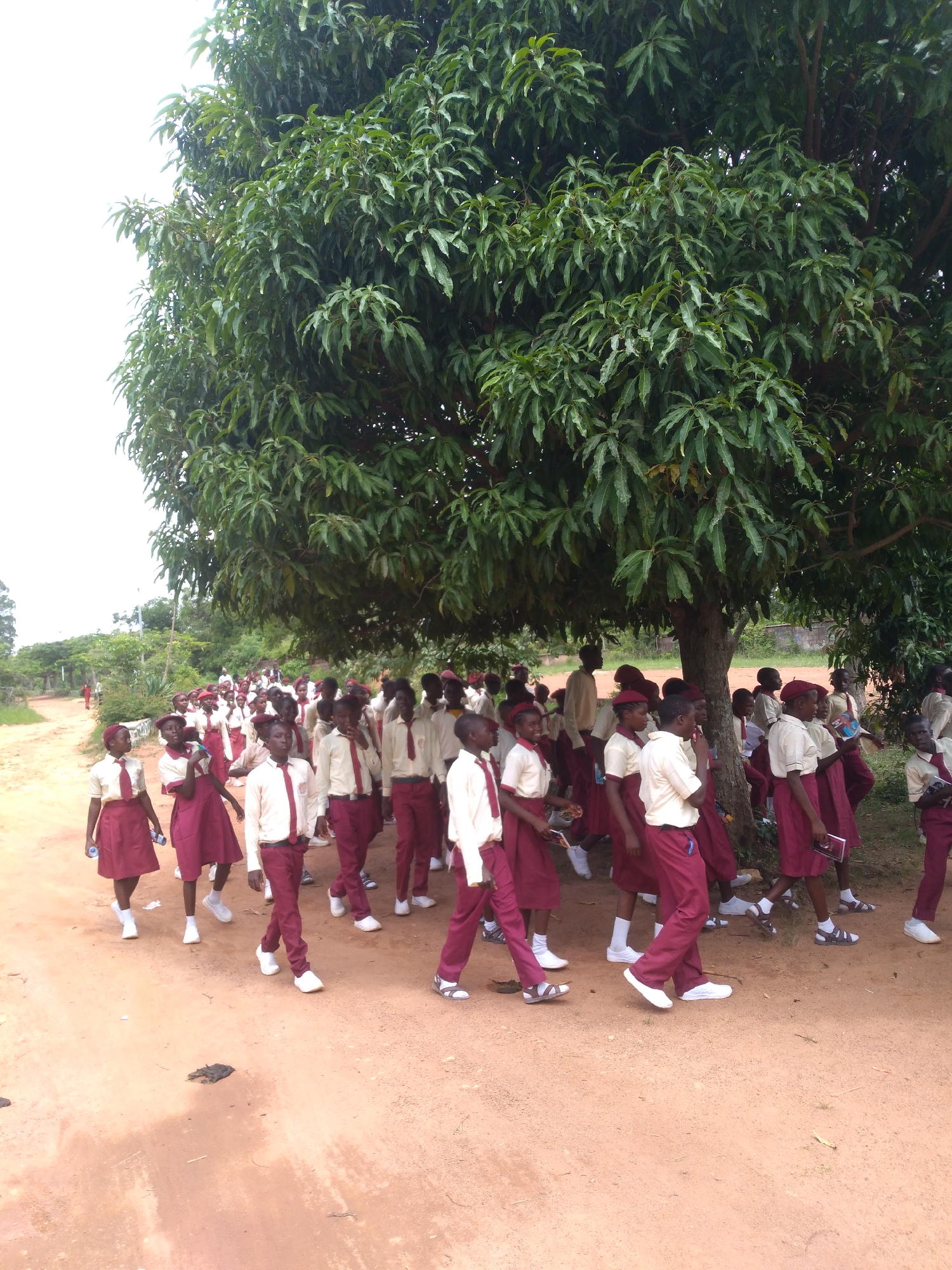 The image depicts a group of schoolchildren walking in a line on a dirt path under the shade of a large tree with dense green foliage. The children are wearing school uniforms consisting of white shirts, maroon skirts or trousers, and maroon berets or ties. Some of the children are holding books or water bottles. The path is reddish-brown and appears to be unpaved, with sparse vegetation and trees visible in the background. The sky is overcast. Based on the presence of a large mango tree, the style of uniforms, and the general environment, the image is likely taken in a rural or semi-rural area in Jos, Nigeria. The children are walking from left to right in the frame, with a teacher or adult figure visible further back in the line. The overall impression is of a school procession or a walk to or from school.