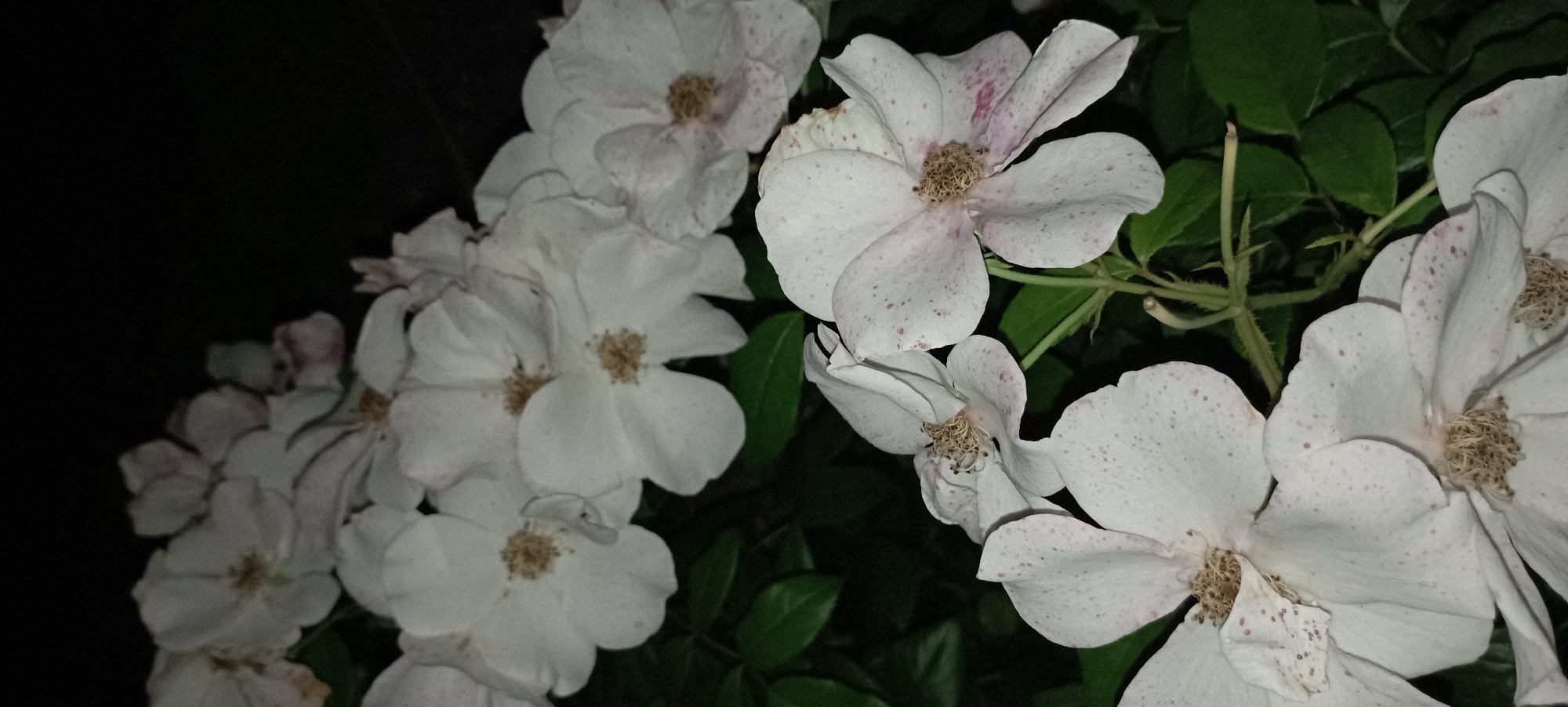 This is a close-up, vertical, low-light photograph of white roses against a dark background, likely taken at night. Several rose blooms are visible, with some in focus and others blurred. The petals are white with faint pink speckles and some browning on the edges of older blooms. The centers of the roses reveal stamens and pistils. Green leaves are visible in the lower portion of the image and behind the flowers. The scene appears to be in a garden setting. There is no identifiable information to place this image specifically in Radisne, Ukraine, as no landmarks or specific contextual clues are present.