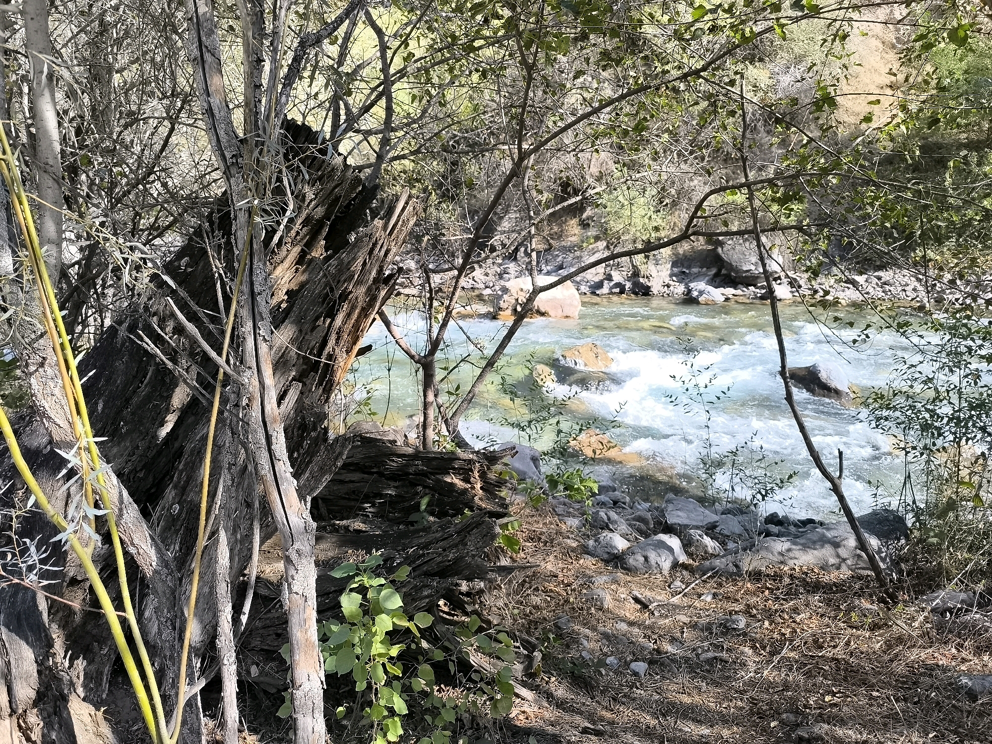 The image shows a close-up view of a natural scene, likely on the outskirts of Yakkatut, Uzbekistan. In the foreground, a large, weathered tree trunk and branches are prominent, with some yellow stalks of a plant emerging from the left side. Dense foliage and thin branches obscure much of the background. To the right, a river flows, its water appearing clear and shallow with visible rocks and white rapids. The riverbanks are rocky and covered with dry vegetation. The overall impression is one of a wild, untamed natural setting.