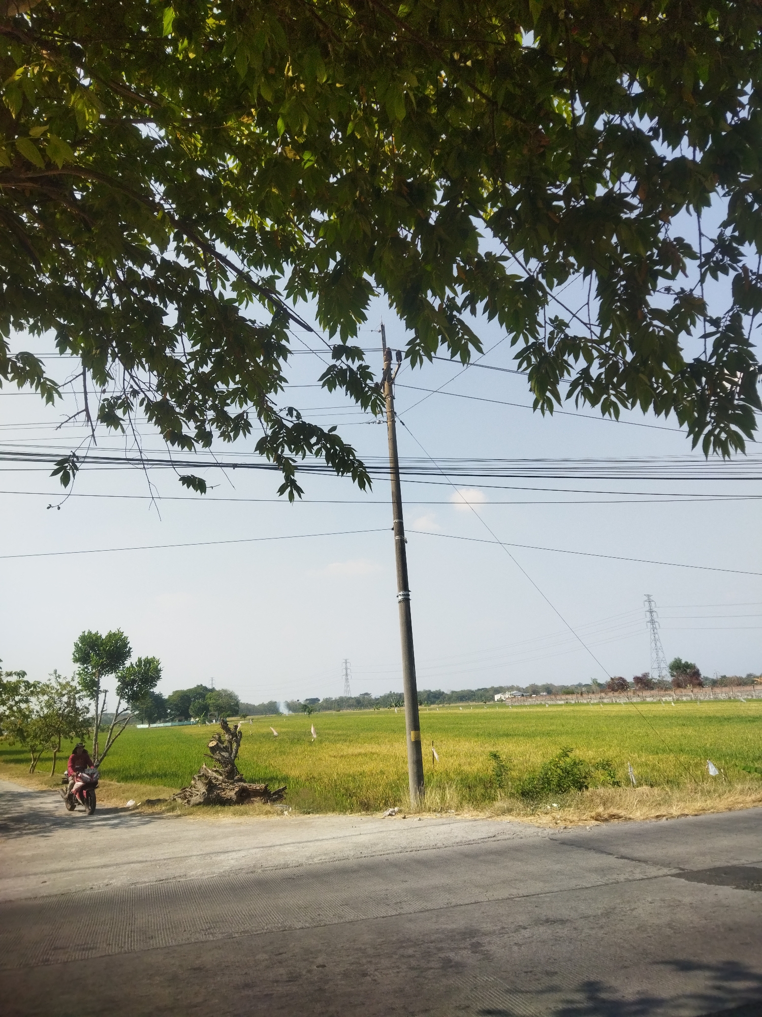 The image captures a rural roadside scene in Juwiring, Indonesia, under a clear blue sky. Lush green foliage from an overhanging tree drapes across the top of the frame. A tall, weathered utility pole stands prominently in the mid-ground, supporting a network of power lines that crisscross the sky. To the left, a person on a red motorcycle is visible on a paved road, appearing to be in motion. The road surface is marked with parallel lines. Beyond the road, a vast expanse of golden-green rice fields stretches into the distance. A few scattered trees dot the landscape, and further in the background, towering electricity pylons suggest the presence of more developed infrastructure. A large, gnarled tree stump with exposed roots is situated on the edge of the rice field, adding a rustic element to the scene. The overall impression is one of a typical rural environment in Indonesia, with elements of agriculture, daily life, and utility infrastructure coexisting.