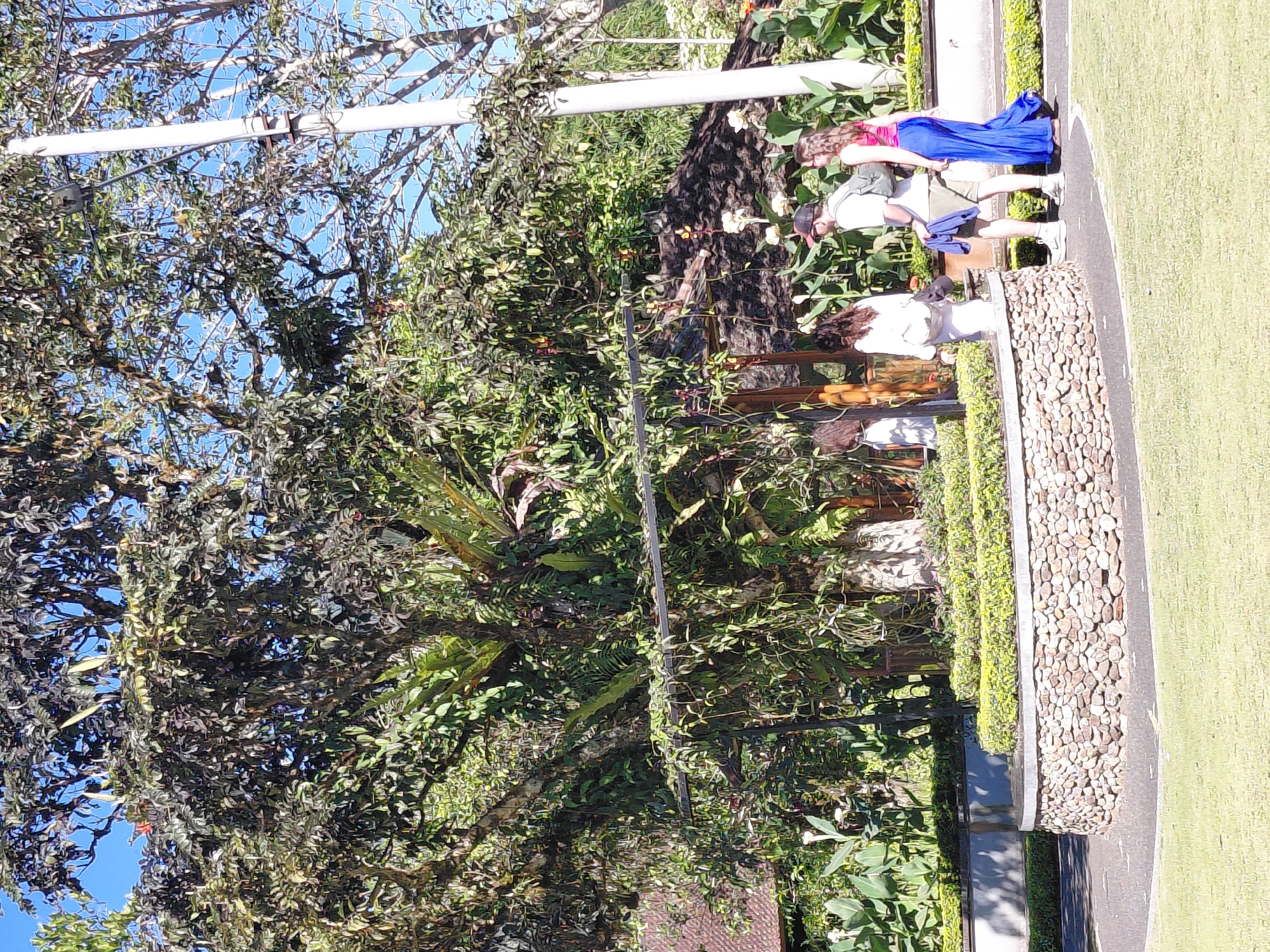 In Baturiti, Indonesia, four individuals are observed walking on a paved pathway through a lush, tropical garden. A prominent, large tree dominates the upper portion of the frame, its branches cascading with foliage and vines, interspersed with what appear to be epiphytic plants such as ferns. Below the tree, a circular raised garden bed is visible, constructed with a stone wall and topped with manicured green bushes. Several large-leafed plants and white flowers are situated behind this bed. A white, modern-style lamppost stands to the right of the image. The four people are walking from left to right. Two individuals, one wearing a white top and the other a white robe, are closer to the center. A man in a white t-shirt, khaki shorts, and a baseball cap, carrying a backpack, walks alongside a woman in a vibrant blue maxi skirt and a pink top. The ground is covered in a mix of dark grey gravel pathway and green grass. In the background, a glimpse of a building with a reddish-brown tiled roof is visible, partially obscured by vegetation. The sky is a clear, bright blue, suggesting a sunny day.