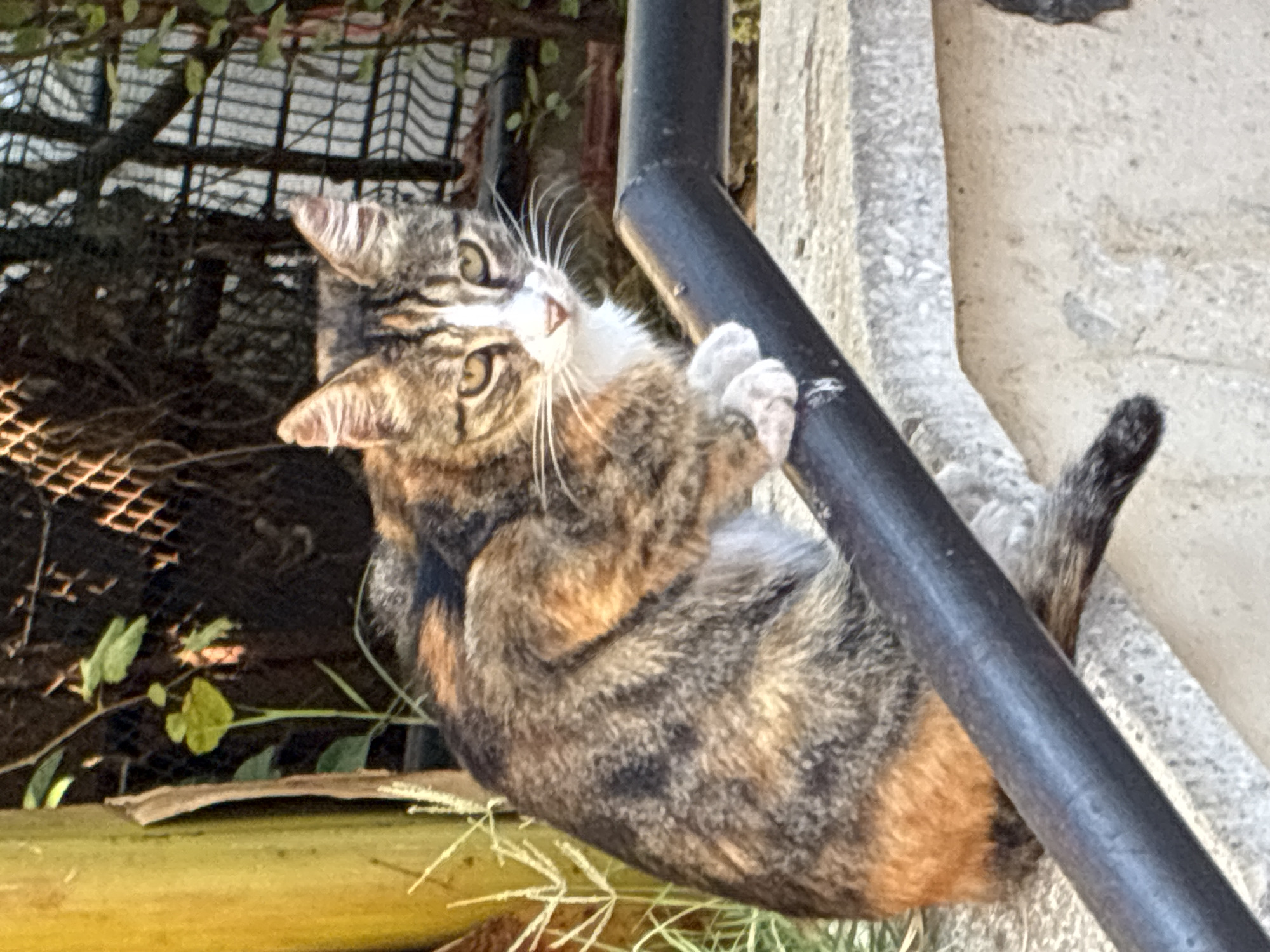 A calico cat is perched on a black metal railing in Alanya, Turkey. The cat is facing forward with its body turned to the left, and its paws are resting on the railing. The cat has white and orange markings on its face and chest, and its fur is a mix of brown, black, and orange. The background is out of focus and appears to be a garden with some greenery and a fence. The lighting suggests it is daytime.