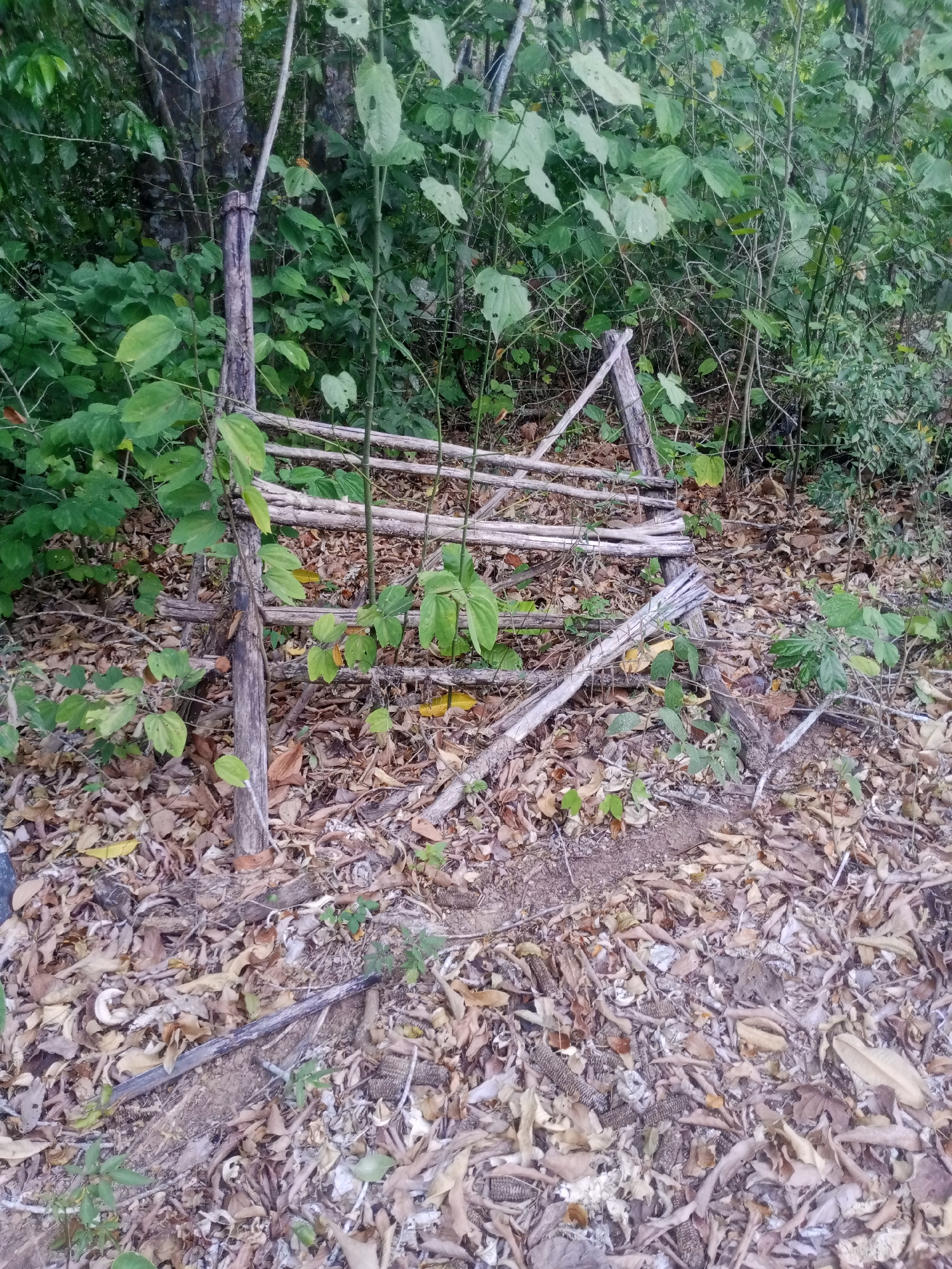 The image shows a dilapidated, rudimentary wooden fence in an overgrown area covered with fallen leaves. The fence consists of upright posts and horizontal slats, appearing weathered and in disrepair. The surrounding vegetation includes various plants, bushes, and trees, suggesting a natural, unkempt environment. The ground is covered with dry leaves and other organic debris. The location is in the city of Tinaquillo, Venezuela.