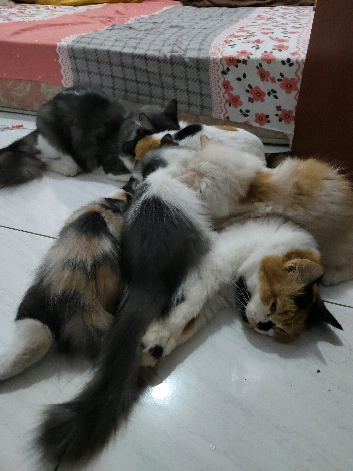 Four cats are resting on a tiled floor in a domestic indoor environment. The cats are of various fur colors including grey, white, calico, and ginger. One cat, a calico, is lying on its side with its face turned towards the viewer. Another cat, predominantly white with ginger and black patches, is curled up next to it. A third cat, a mix of grey, white, and black, is partially visible behind them. The fourth cat, a dark grey and white, is lying further back. The cats are in close proximity, suggesting they may be a litter or a family. In the background, a bed with patterned sheets is visible, with a floral runner on top. The overall scene depicts a moment of rest and comfort for the animals in a home. The location of Probolinggo, Indonesia is not visually represented in the image.