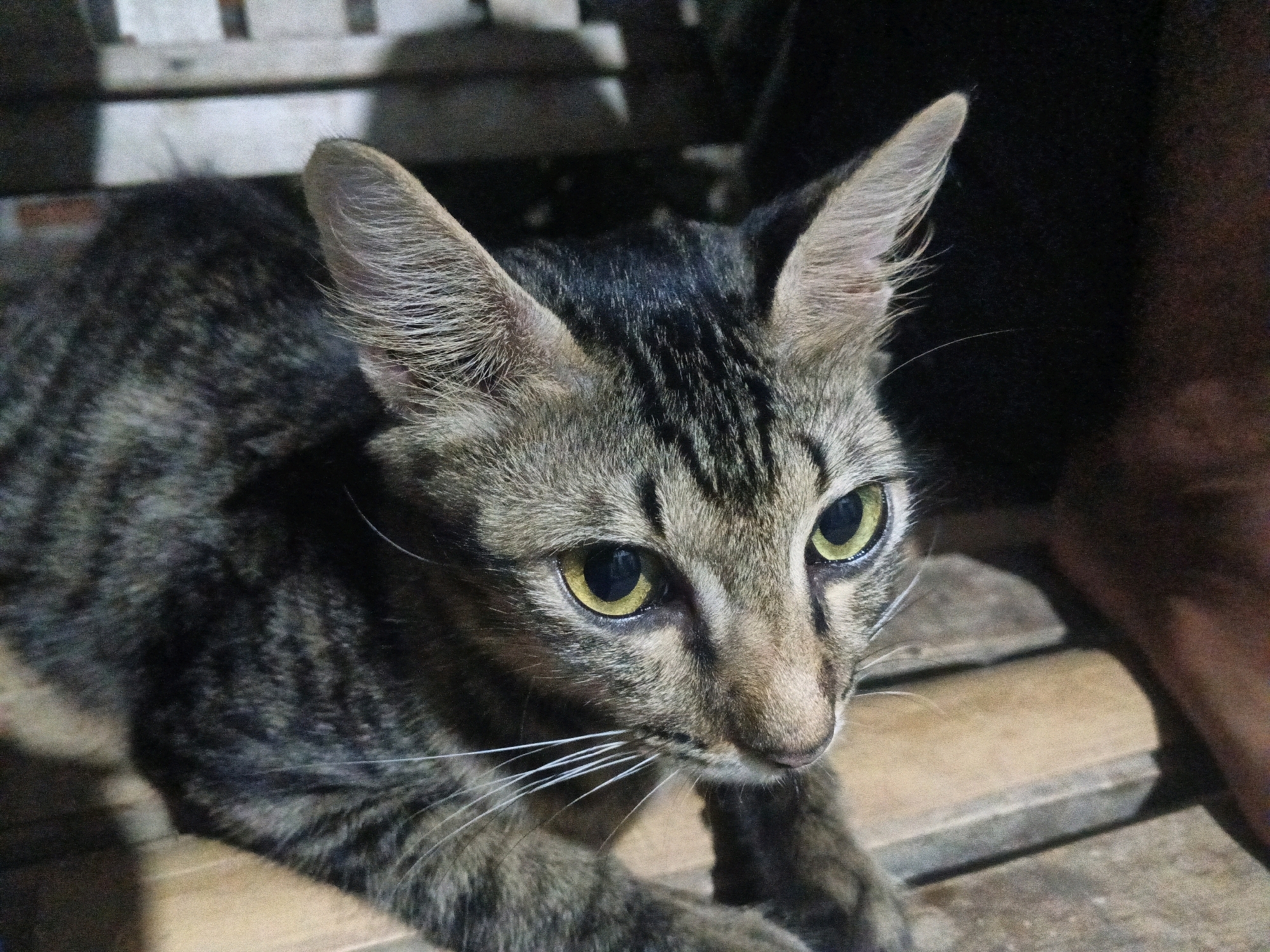 A close-up shot features a tabby cat with bright yellow-green eyes and prominent whiskers. The cat is lying down on a wooden surface, with some of its fur appearing dark grey and black with lighter brown stripes. The background is dark and out of focus, with hints of a wooden structure and what appears to be a person's leg on the right side of the frame. The lighting suggests an indoor or shaded outdoor setting. The image was taken in Sukaslamet, Indonesia.