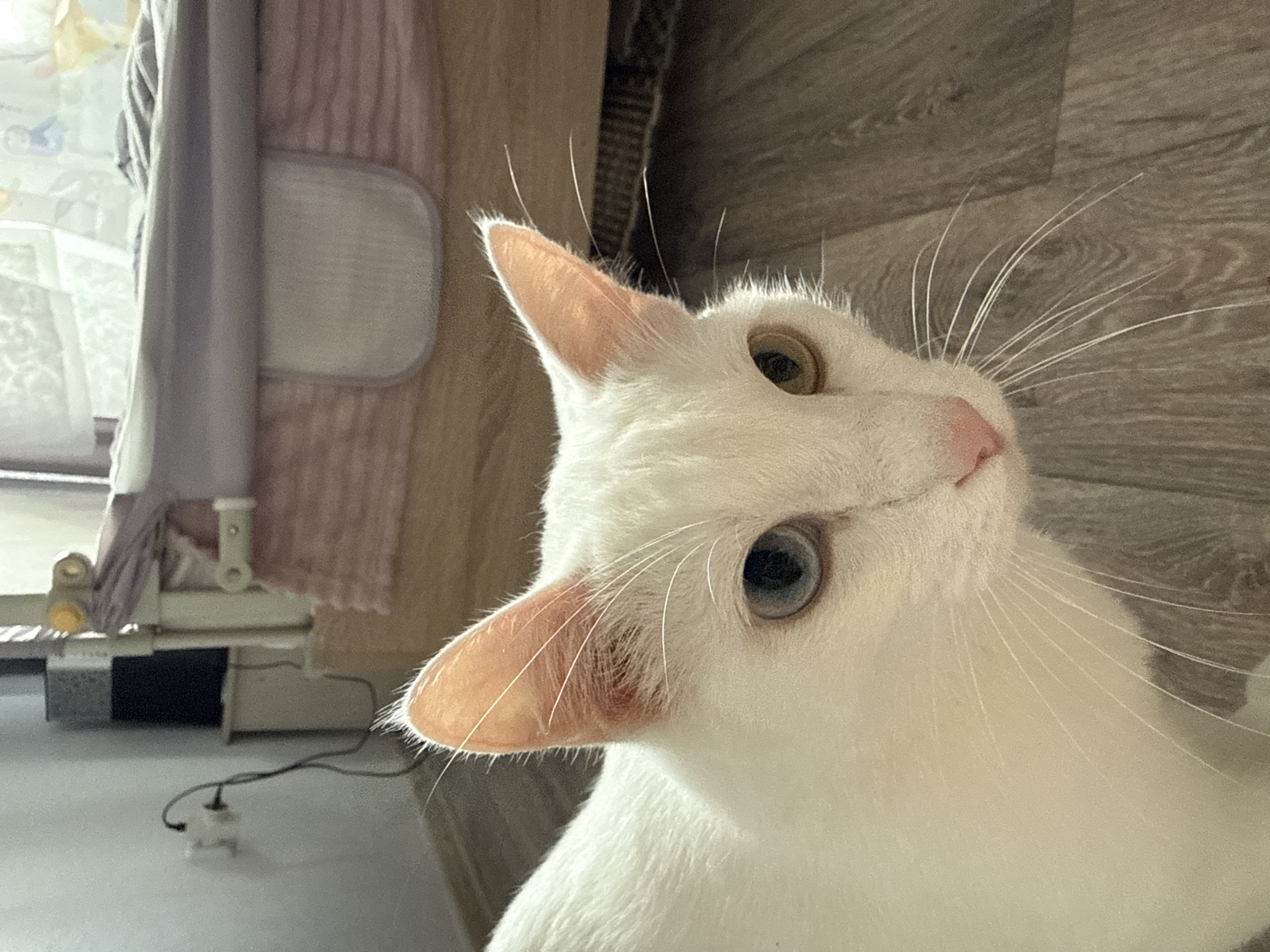 A close-up, high-angle photograph depicts a white cat with heterochromia (different colored eyes; one blue, one yellow) looking upwards with its head tilted slightly to the left. The cat is positioned towards the lower right of the frame. The background includes faux wood flooring, a beige-toned piece of furniture with a rounded grey cushion attached, and some components of what appears to be a clothes rack or a baby changing table. A black electrical cord connected to a white plug is visible on a white surface in the lower left corner. The location is not discernible from the image.
