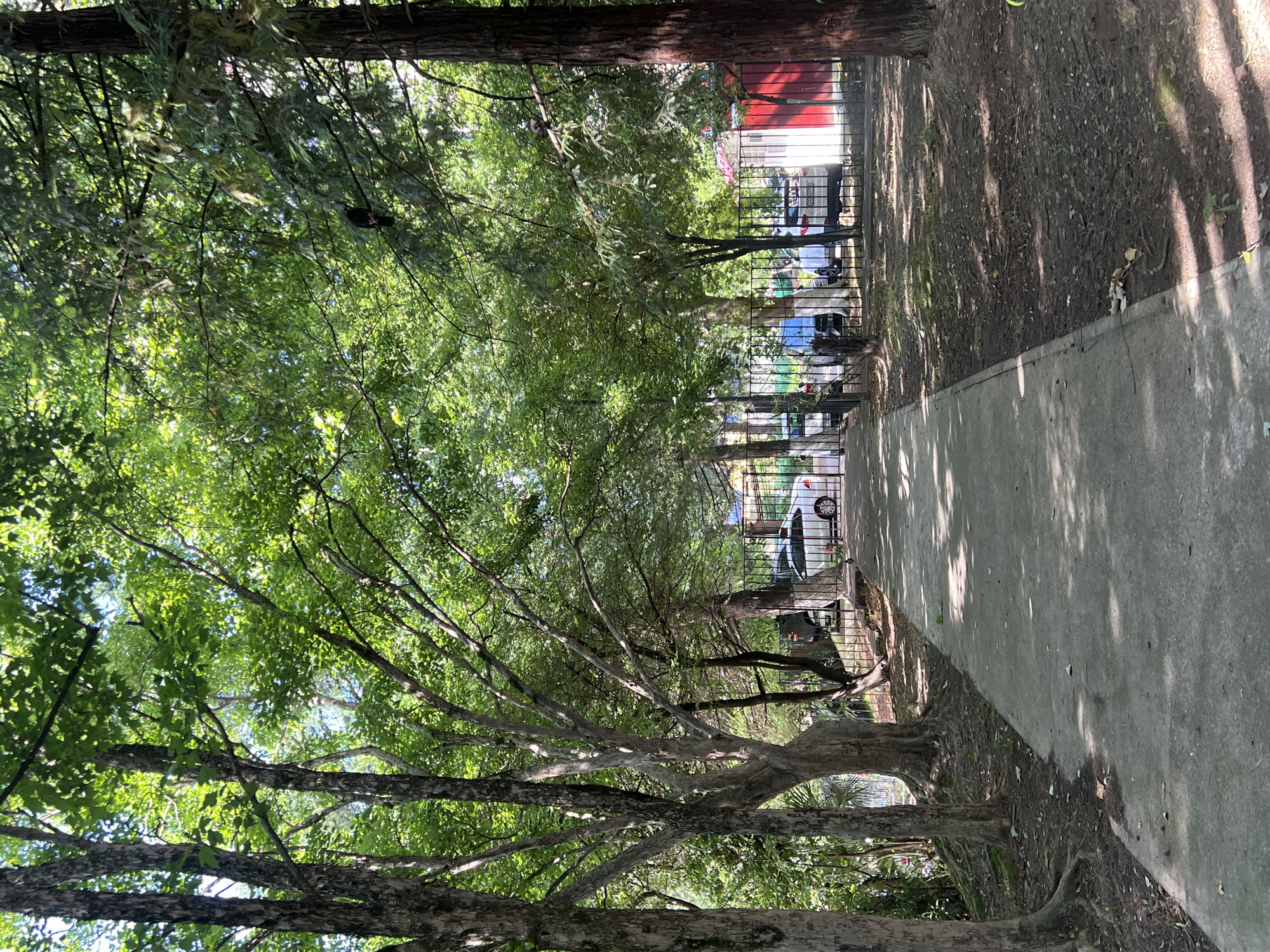 The image captures a paved walkway bordering a fenced area with parked cars and buildings in Sochi, Russia. Lush green trees with dense foliage line the left side of the walkway, casting dappled shadows on the ground. The trees are mature, with gnarled branches and exposed roots in some areas. Beyond the black metal fence, a white car and other vehicles are visible, along with glimpses of colorful buildings, one with a prominent red section. The scene appears to be set during the daytime, with bright sunlight illuminating the area and creating distinct patterns of light and shade. The overall impression is one of a pleasant, possibly residential or park-like setting in a warm climate. No people are visible in the frame, and there is no discernible text.
