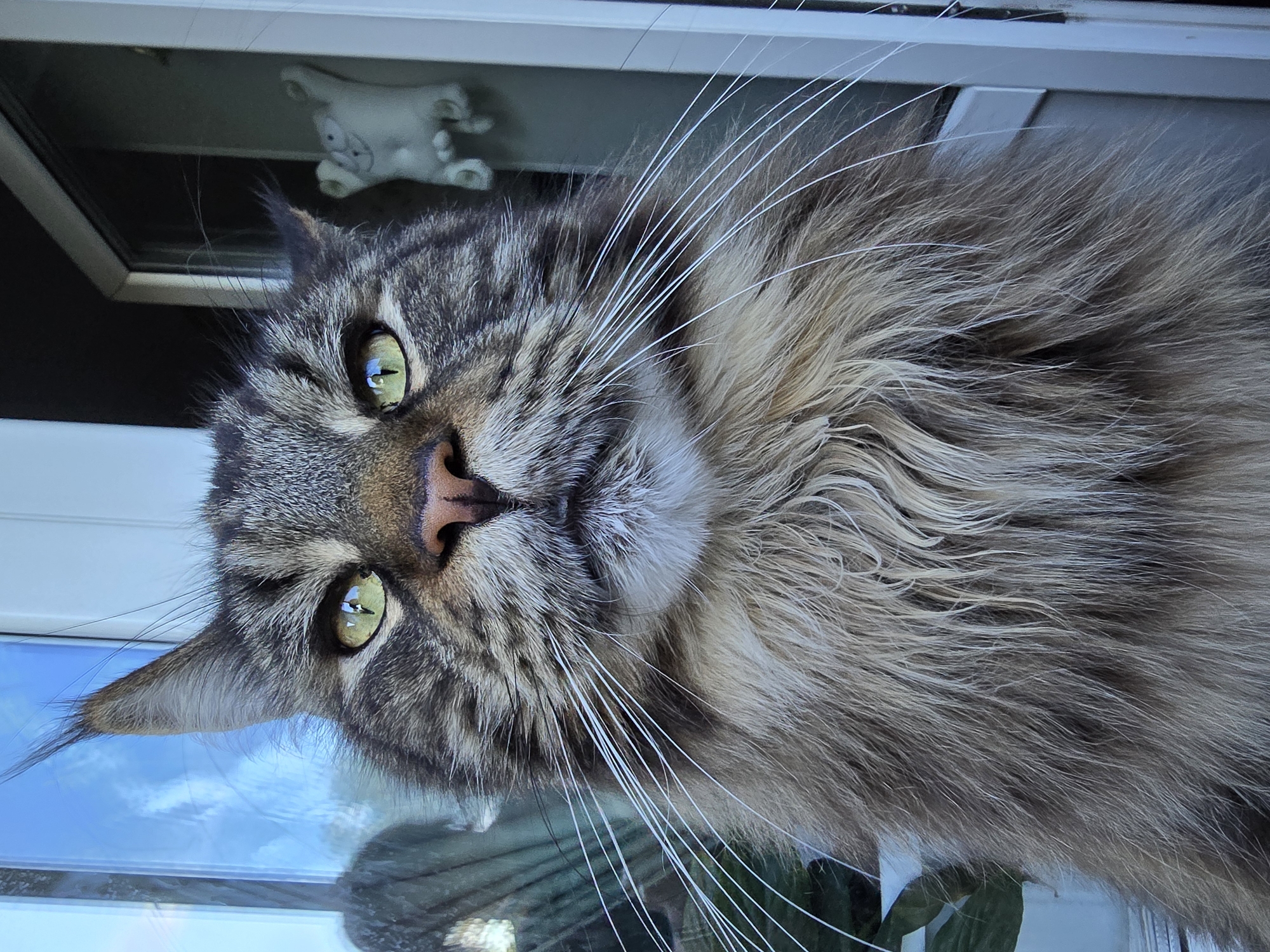 A close-up, head-on, chest-up medium shot captures a majestic Maine Coon cat with striking green eyes, a pink nose, and long white whiskers. The cat's fur is a mix of brown, black, and grey tabby markings, with a thick ruff around its neck. The background is blurred but suggests an outdoor setting with a window and hints of greenery. A white, ghostly-like figurine is visible in the background, attached to the window frame. The lighting is natural, possibly daylight, casting a soft glow on the cat's face. There are no discernible Krasnoyarsk landmarks or identifiable environmental features linking this image to the city of Krasnoyarsk, Russia.