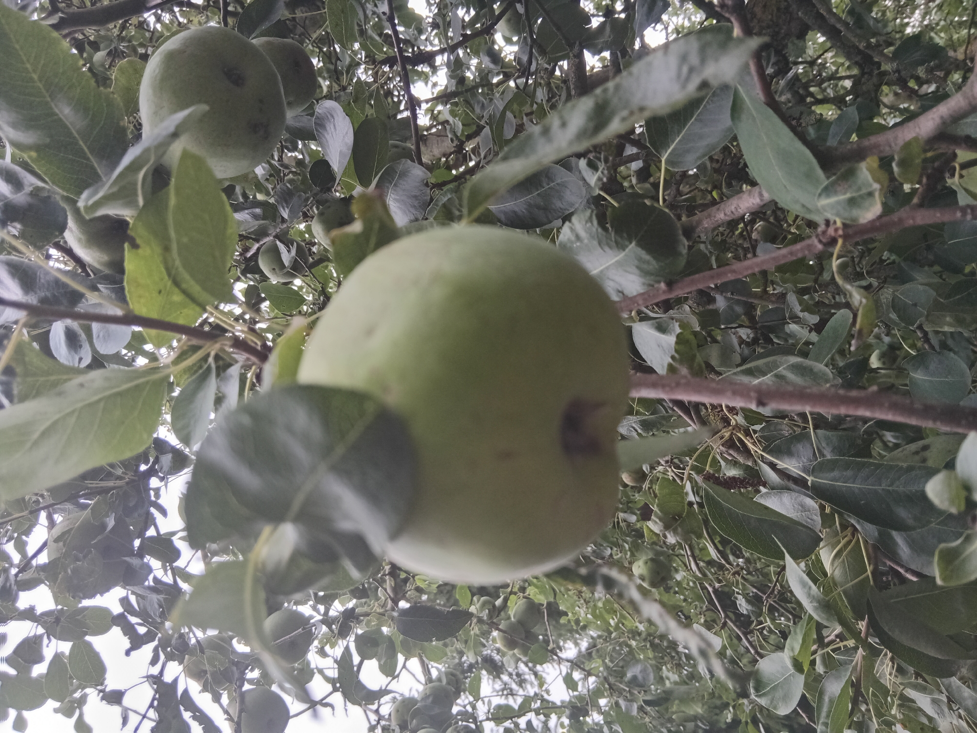 This is a close-up, low-angle photograph of green pears hanging from a tree in an orchard. The foreground features a large, out-of-focus pear, while in the background, other pears and green leaves are visible amongst the branches and foliage. The lighting is diffused, suggesting an overcast day. The image was captured in Weißenthurm, Germany.