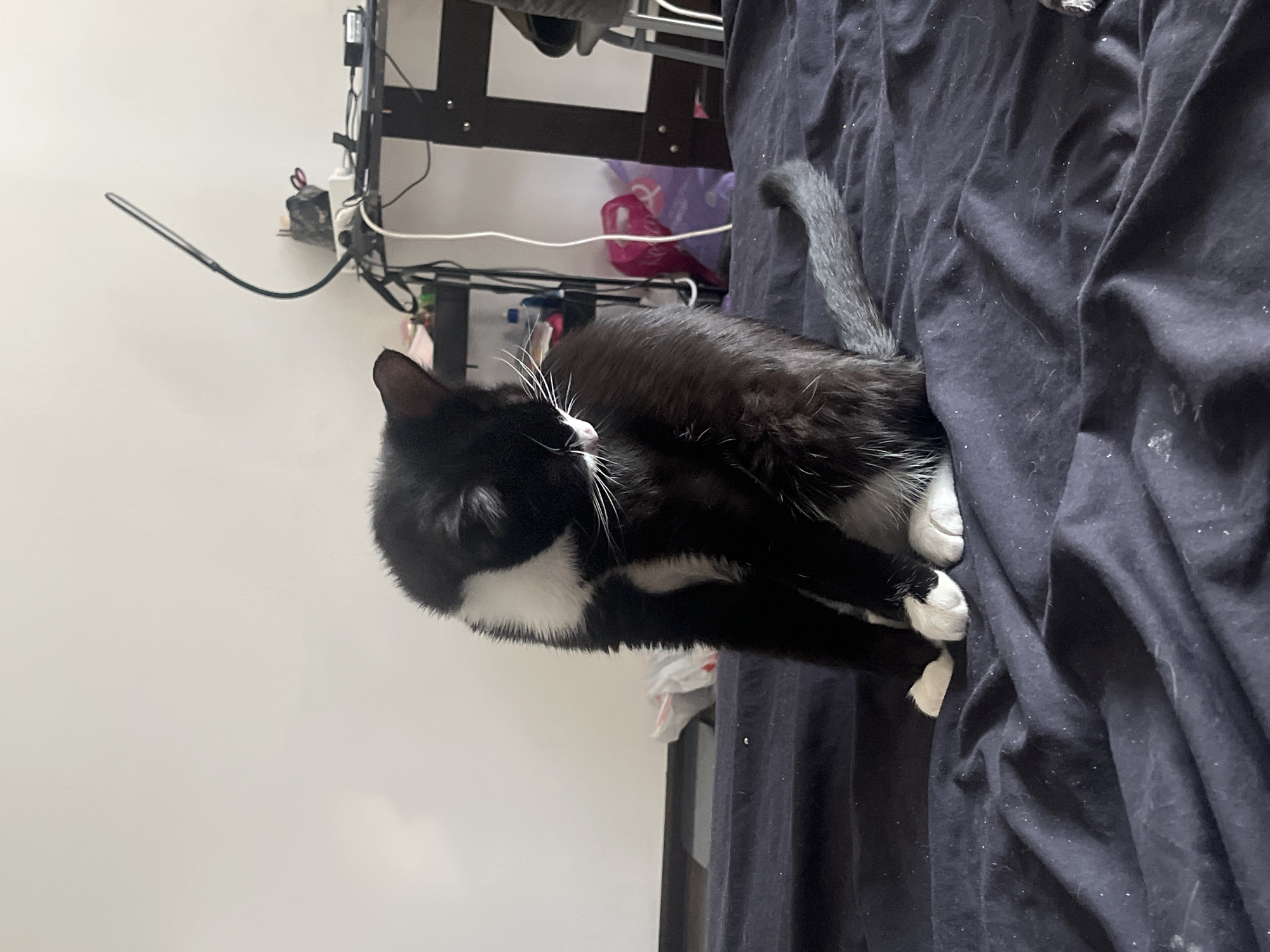 A black and white cat is lying on a dark blue bedsheet. The cat is positioned diagonally across the frame, with its head near the left side and its tail extending towards the upper right corner. The cat is lying on its side with its paws stretched out. The bedsheet is wrinkled and covered in white specks. In the background, there is a white wall and a black metal frame with various cables and wires attached to it. A pink bag is visible behind the frame. The location in Saint Petersburg, Russia cannot be determined from the given image.