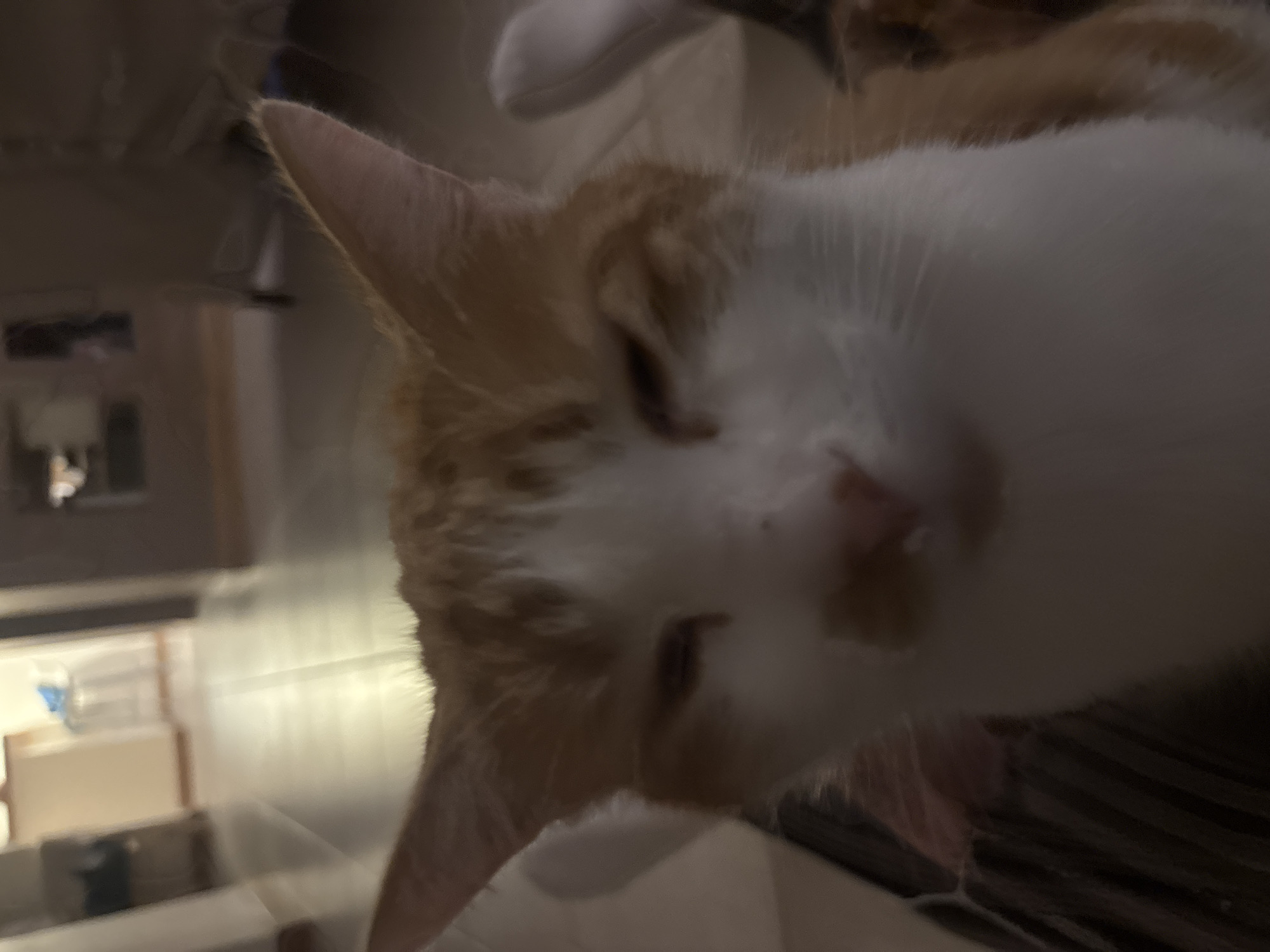A close-up, angled shot captures an orange and white cat. The cat's face dominates the frame, with its head angled downwards towards the viewer. The left ear is prominently visible. Part of the cat's body lies out of focus. In the background, indistinct shapes suggesting furniture and household objects are visible, including what appears to be a refrigerator and a white object on the counter. The overall lighting is dim. Location details are unavailable.