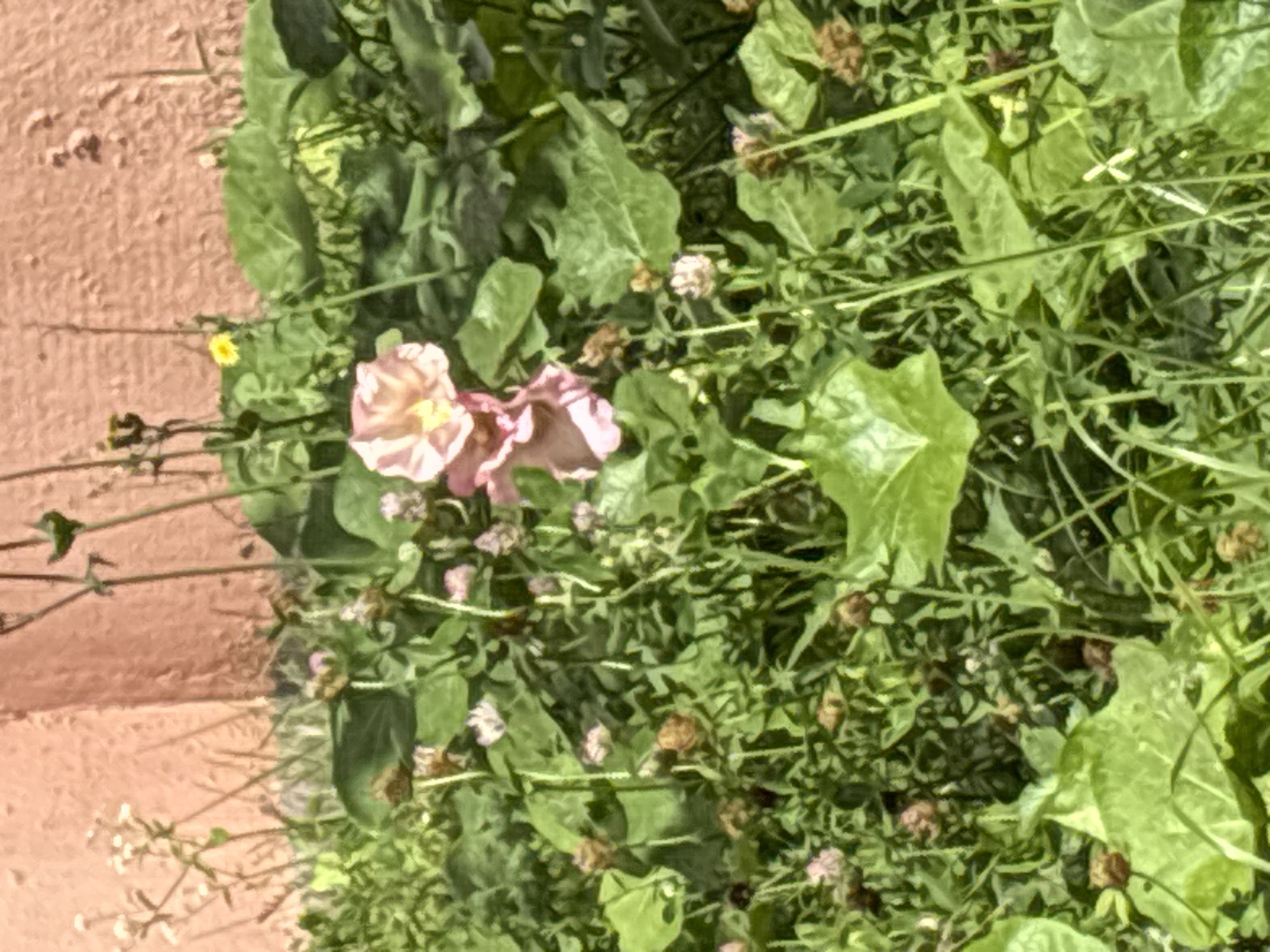 The image depicts a patch of green vegetation with several pink flowers and some brown, dried seed pods. The flowers are in focus, appearing to be a light pink with yellow centers. The background is blurred, showing a textured, salmon-colored wall. The scene appears to be outdoors, likely in a garden or natural area. There are no people or animals visible. The location is identified as Odintsovo, Russia.