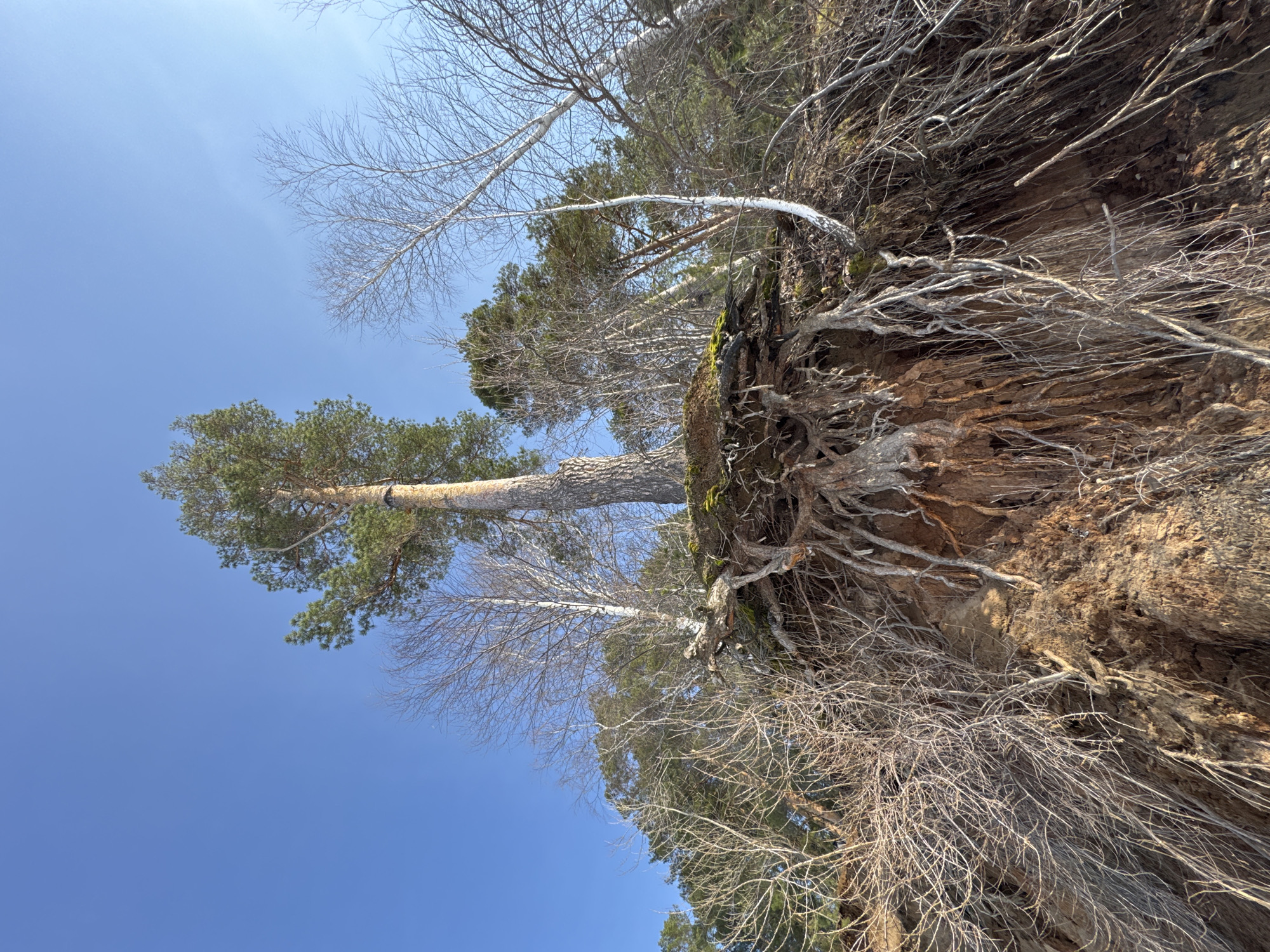 The image shows a tree leaning at an angle against a dirt bank, appearing as though it may have fallen or is in the process of falling. The tree has green needles at the top, and its trunk extends upwards toward a clear blue sky. Another leafless tree is also visible behind it. The dirt bank is exposed with visible roots, and dry branches are tangled near the edge.
It is not possible to determine the exact location in Chaikovsky, Russia based solely on the image.