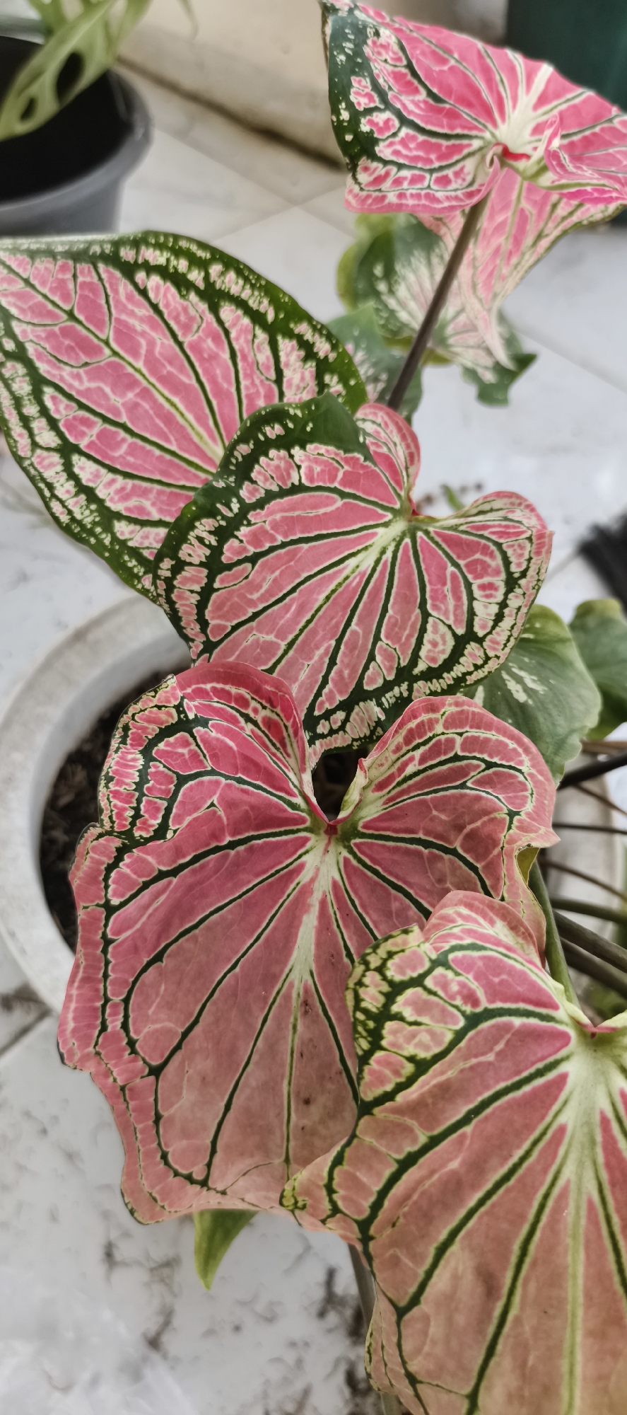 In Muaro Jambi, Indonesia, a close-up shot captures a potted Caladium plant with large, heart-shaped leaves. The leaves display a vibrant pattern of pink and green with intricate veining. The plant is housed in a white pot, and the background shows a blurry tiled surface, possibly a patio or walkway, along with another plant in a dark pot. The lighting suggests an outdoor setting during the day.