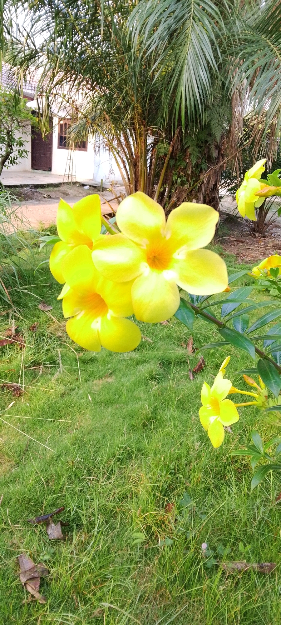 In Harapan Jaya, Indonesia, a cluster of vibrant yellow allamanda flowers bloom in the foreground, their trumpet-shaped petals a striking contrast against the lush green grass. The flowers, some fully open and others in bud, are attached to a thick, green stem. Behind the flowers, a building with white walls and a brown-tiled roof stands partially obscured by the dense foliage of palm trees. The scene is bathed in soft, natural light, suggesting it is either early morning or late afternoon. The grass in the foreground shows signs of being recently mowed, with some fallen leaves scattered across it. The overall impression is one of serene natural beauty within a residential setting.