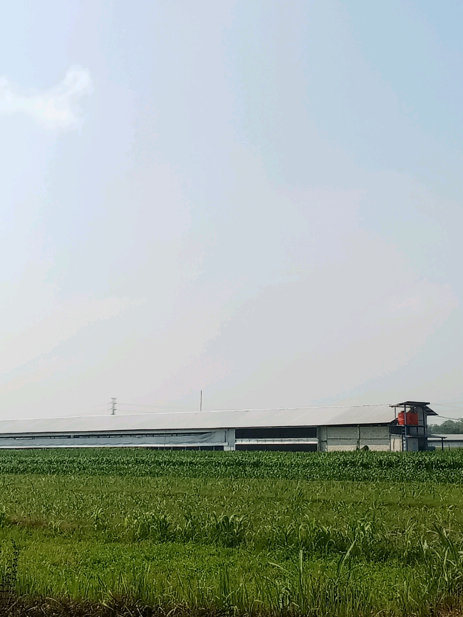 A long, white-roofed building, likely a poultry farm, stretches horizontally across the middle ground of the image, with a small, elevated structure housing an orange water tank on its right side. In the foreground, a dense field of green crops, possibly corn, grows tall. The background is dominated by a pale, hazy sky with a few faint clouds. In the distance, a power transmission tower is visible against the sky. The scene is set in the city of Tambar, Indonesia. There are no people visible in the image.