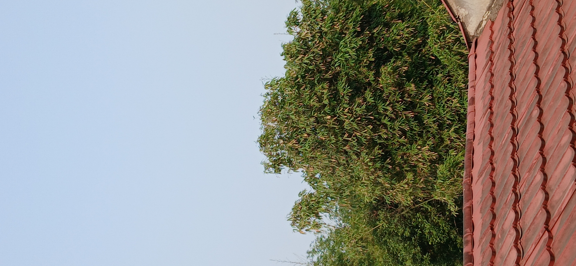 The image shows a close-up view of a red tiled roof in the foreground, with lush green bamboo trees filling the middle ground. The sky above is a clear, pale blue. The roof tiles are arranged in an overlapping pattern, with a weathered appearance. The bamboo foliage is dense and appears to be swaying slightly, suggesting a gentle breeze. The scene evokes a sense of a natural, serene environment situated in an urban or suburban setting. The location is specified as Samarinda, Indonesia.