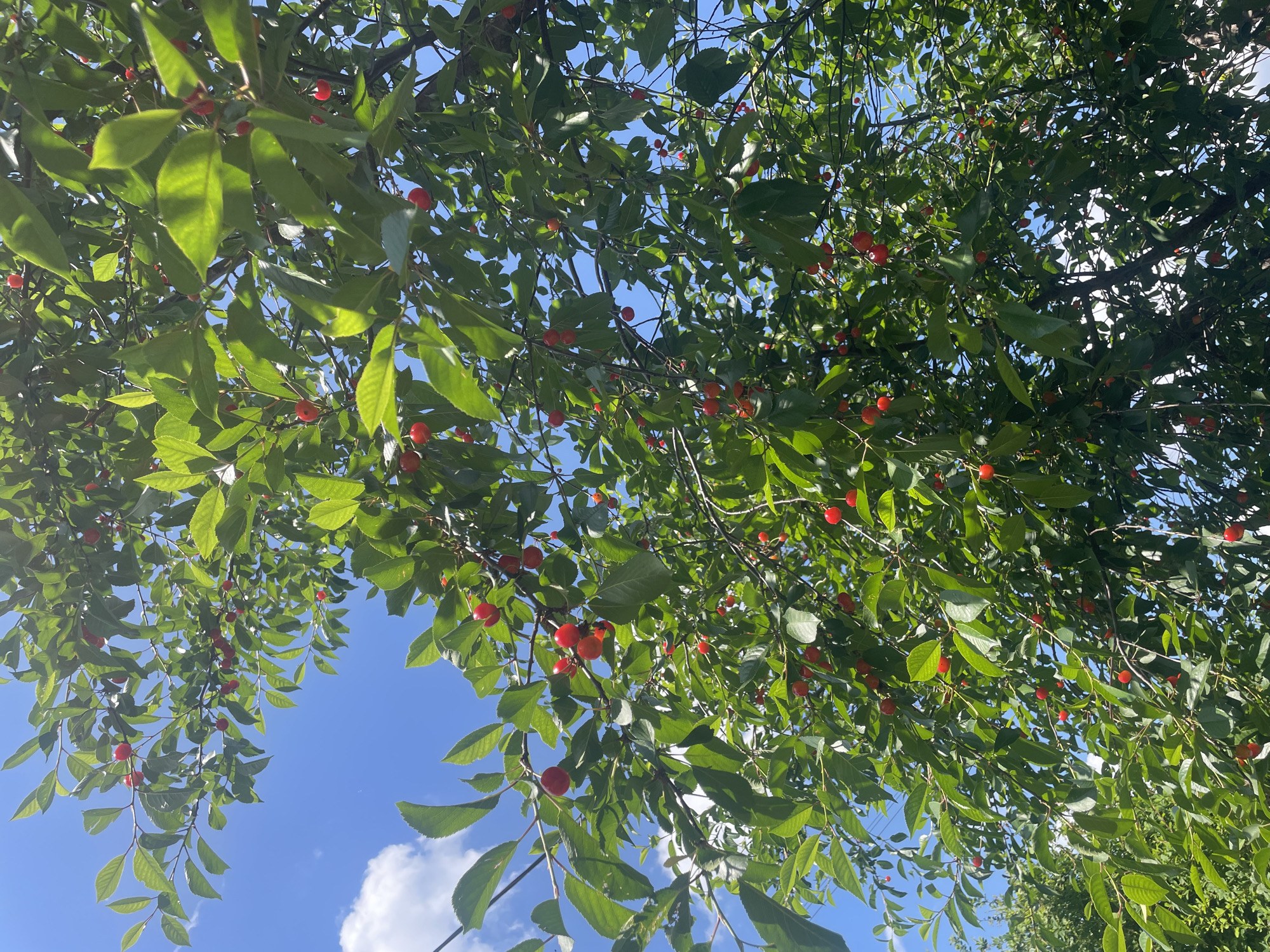 The image shows a close-up view of a cherry tree laden with ripe red cherries against a clear blue sky with scattered white clouds. The branches are filled with lush green leaves, some of which are illuminated by sunlight, creating a dappled effect. The cherries are small, round, and vibrantly red, appearing in clusters on the branches. Some cherries are partially obscured by leaves. The perspective is looking upwards into the canopy of the tree. There are no people or specific city landmarks visible, making it impossible to determine the location within the city of Unknown, Russia. The overall scene is one of a natural, outdoors environment during the daytime.