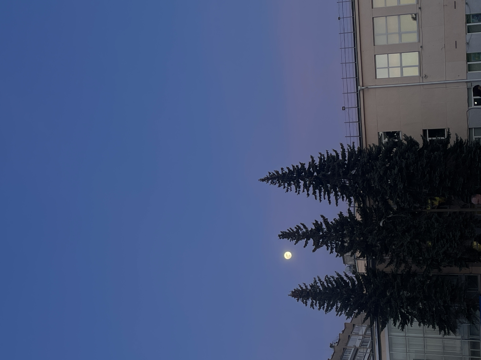 The image shows a low-angle view of the sky in Chaikovsky, Russia, at dusk or night. The sky has a gradient of blue to purple hues. Three evergreen trees are visible, positioned in the lower right to the middle of the frame. The moon is positioned between the middle and upper tree. Parts of two buildings are visible on either side of the trees. The building on the right has several windows with lights inside.