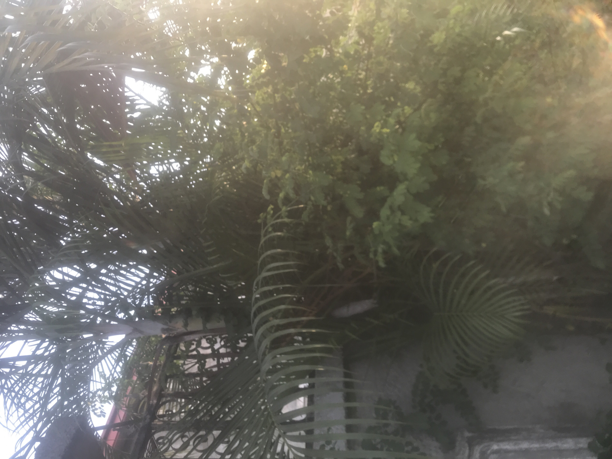 The scene depicts an outdoor environment in Unknown, Unknown, characterized by dense vegetation and architectural elements. A large palm tree dominates the left and central portions of the frame, exhibiting numerous dark green, pinnate fronds. Its light-colored trunk is visible in the upper center. To the left of the palm, a building structure is partially visible, featuring a dark red-brown roofline and an ornate dark metal railing or fence with scrollwork patterns. Below this, a light grey wall is present. The right side of the image is filled with dense green foliage from another tree or shrub. Strong, direct sunlight originates from the upper right quadrant, producing significant lens flare and a bright, hazy atmospheric effect across the right half of the scene. No individuals or animate subjects are discernible.